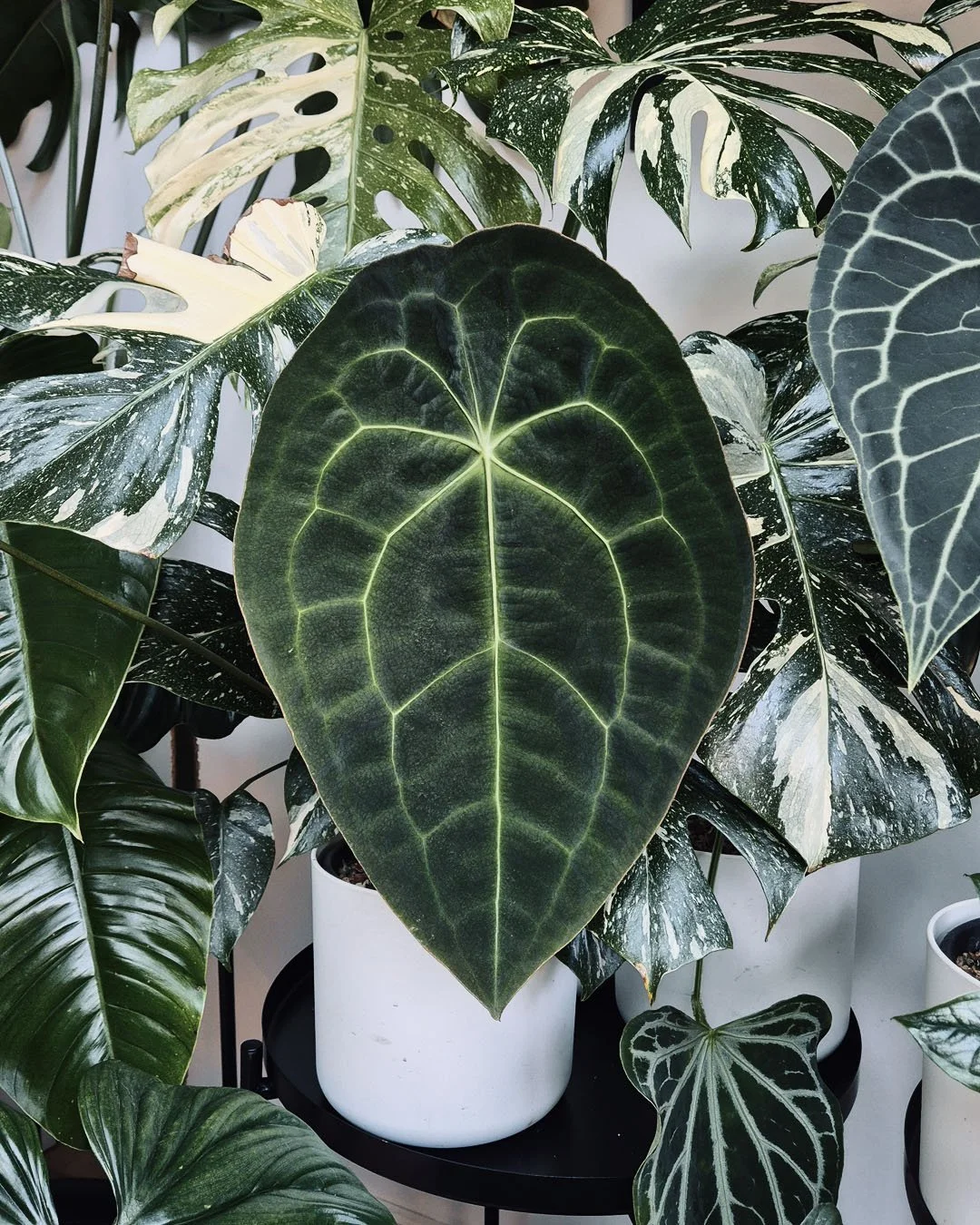 Various potted houseplants with large variegated green and white leaves, including an Alocasia and an Anthurium, on black plant stands.