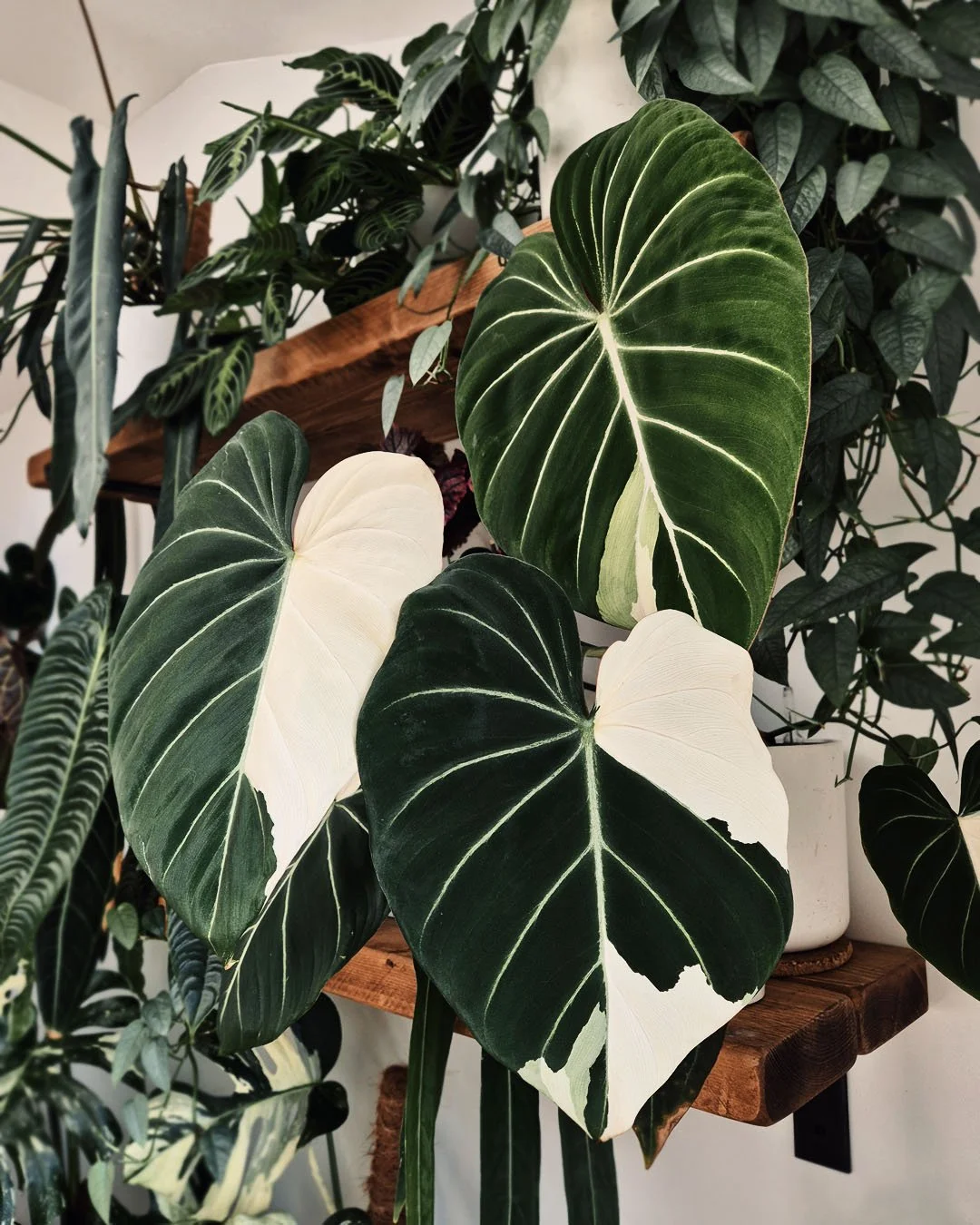 A collection of large, variegated houseplants with dark green, white, and cream leaves, including an Alocasia with prominent veined leaves, arranged on wooden shelves.