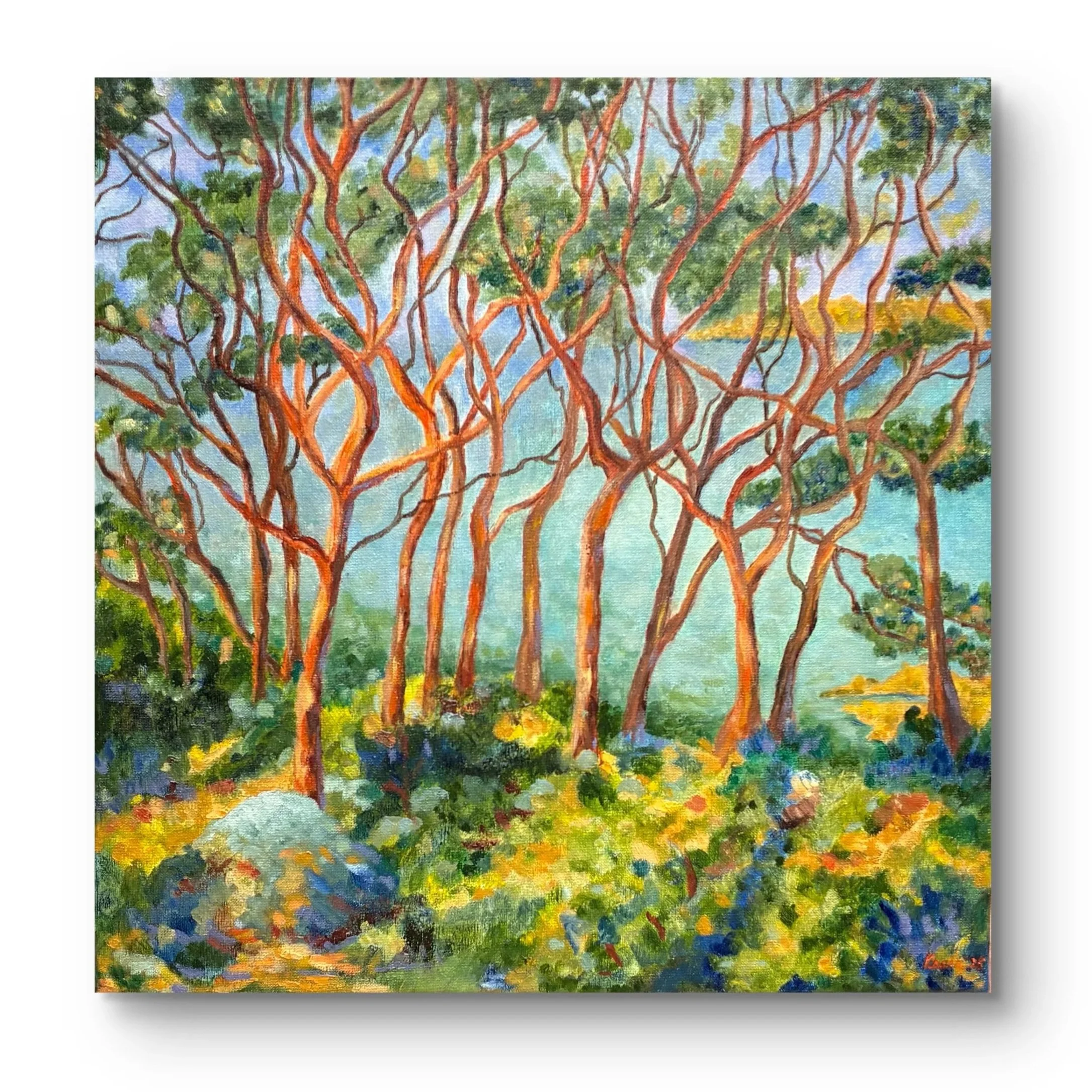 Spit to Manly Coastal Walk