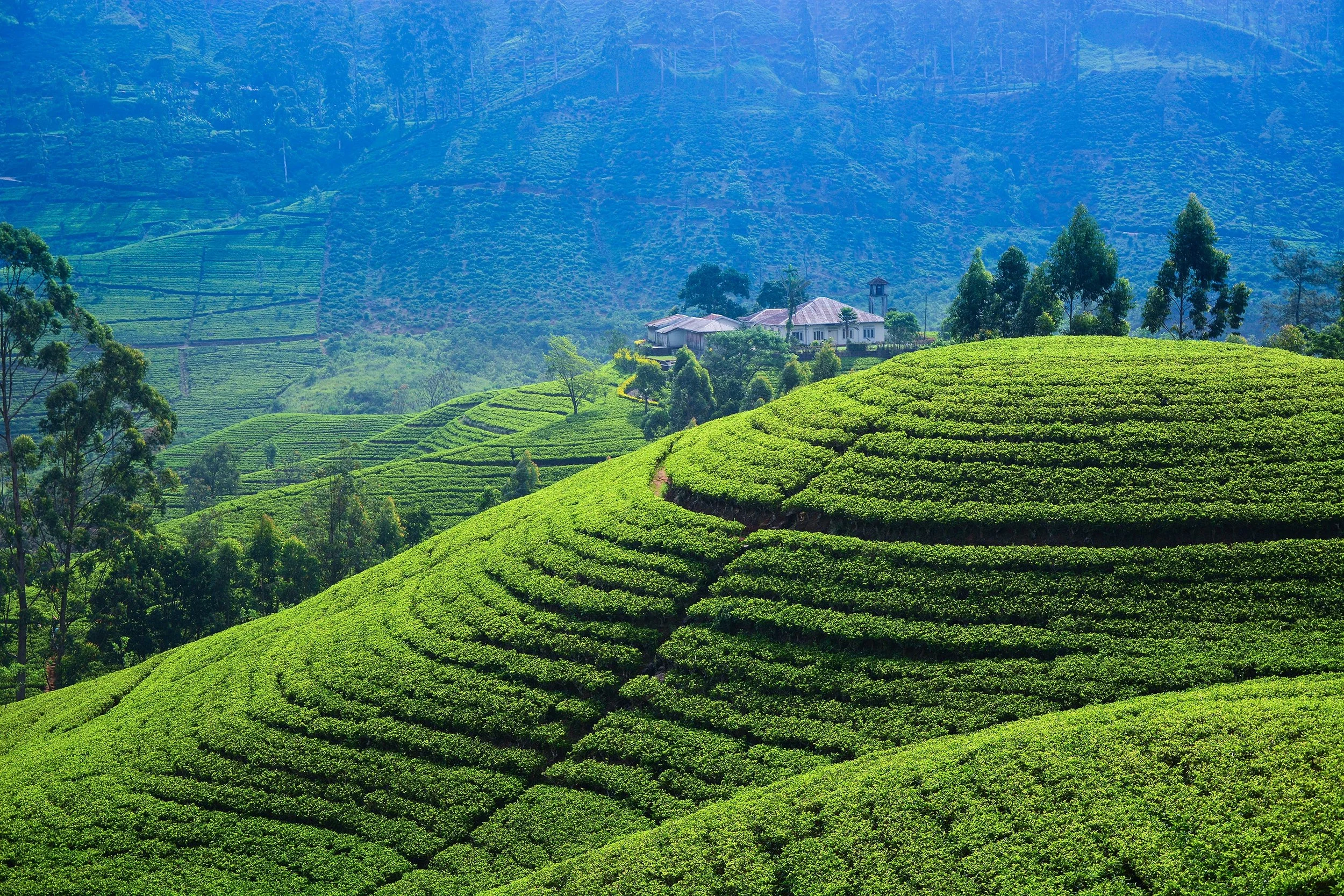 Nuwara Eliya tea factory