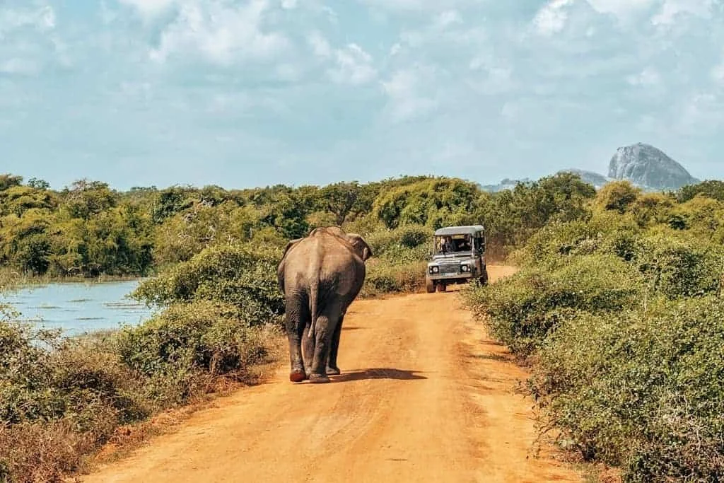 Safari in Yala National Park