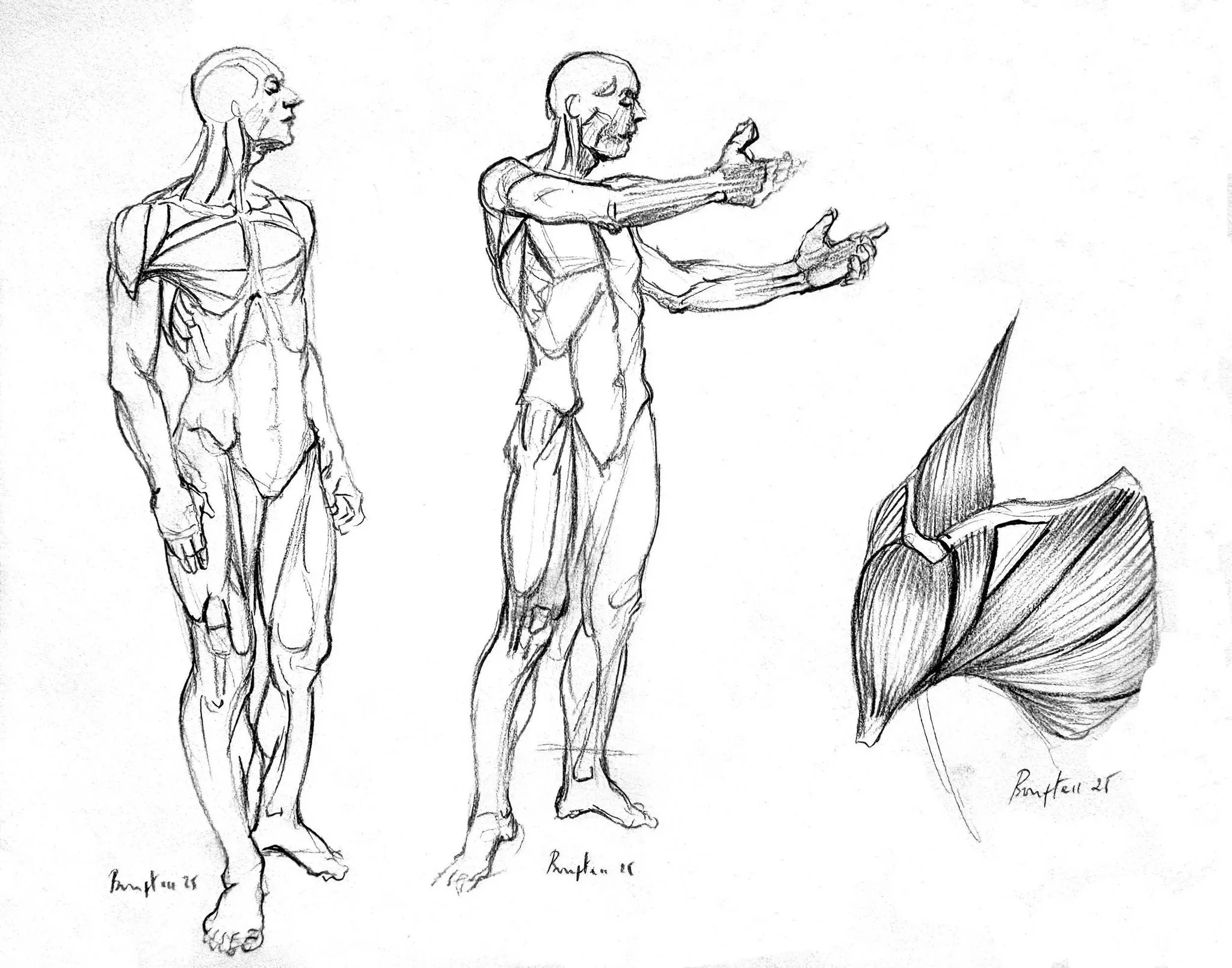 The phenomorphology of the human body is when perception, drawing, and anatomy come together in a celebration.

Purchase an original drawing (9 x 12 in)  of Dr. Said Bouftass by following the link below :

https://www.phenomorphologyllc.com/store-1/p