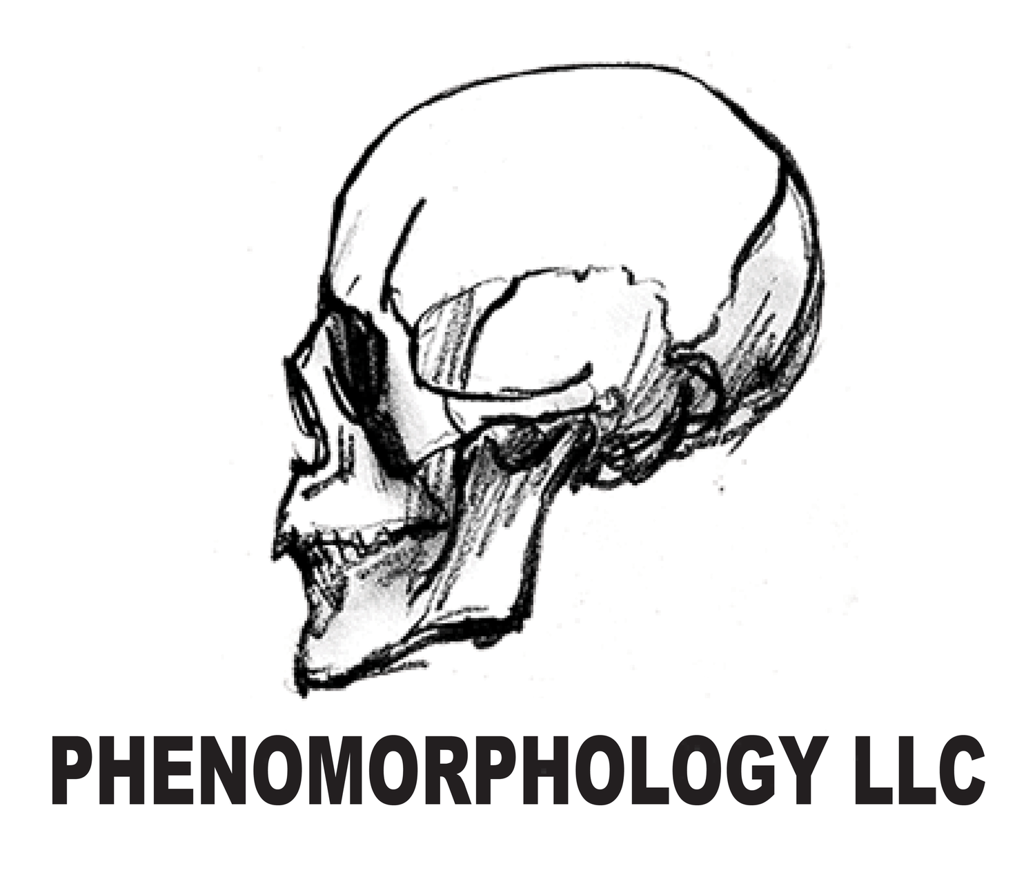 PHENOMORPHOLOGY LLC