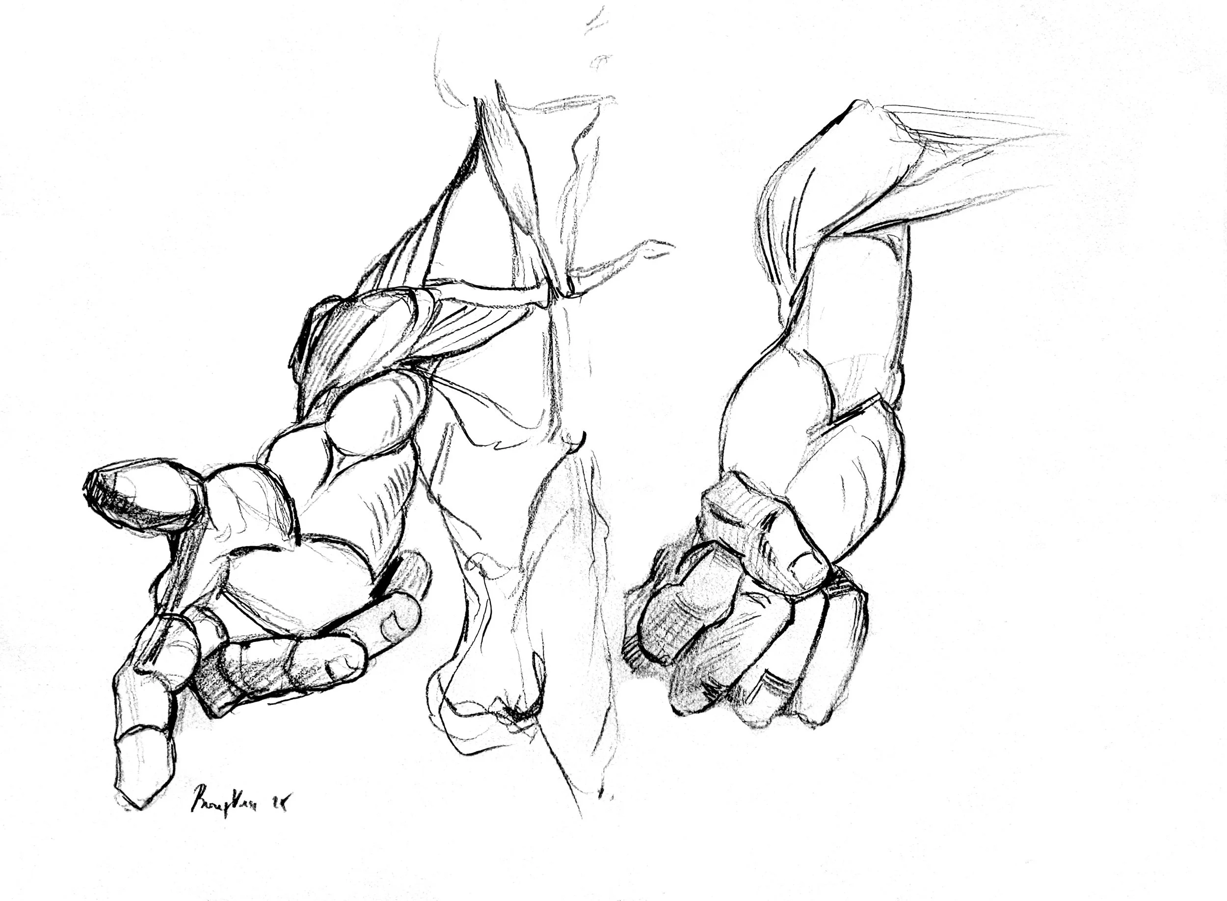 From anatomy to morphology_002