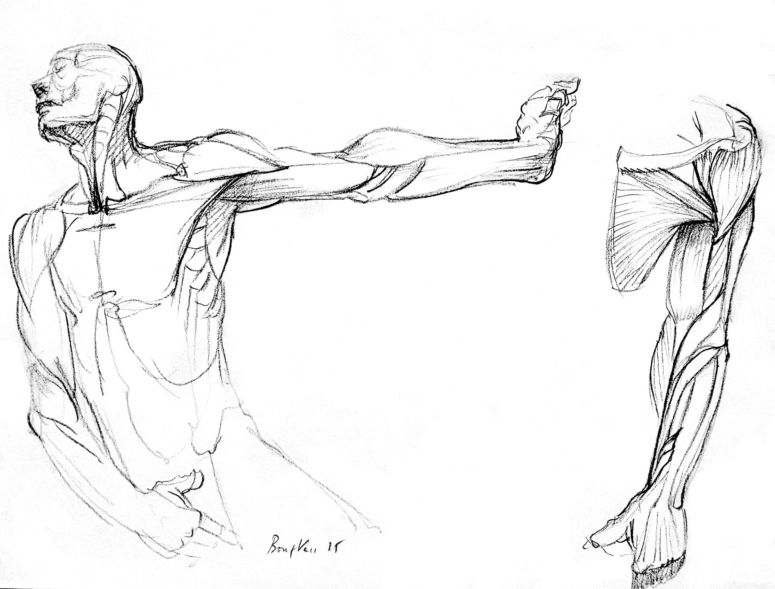 From anatomy to morphology_003