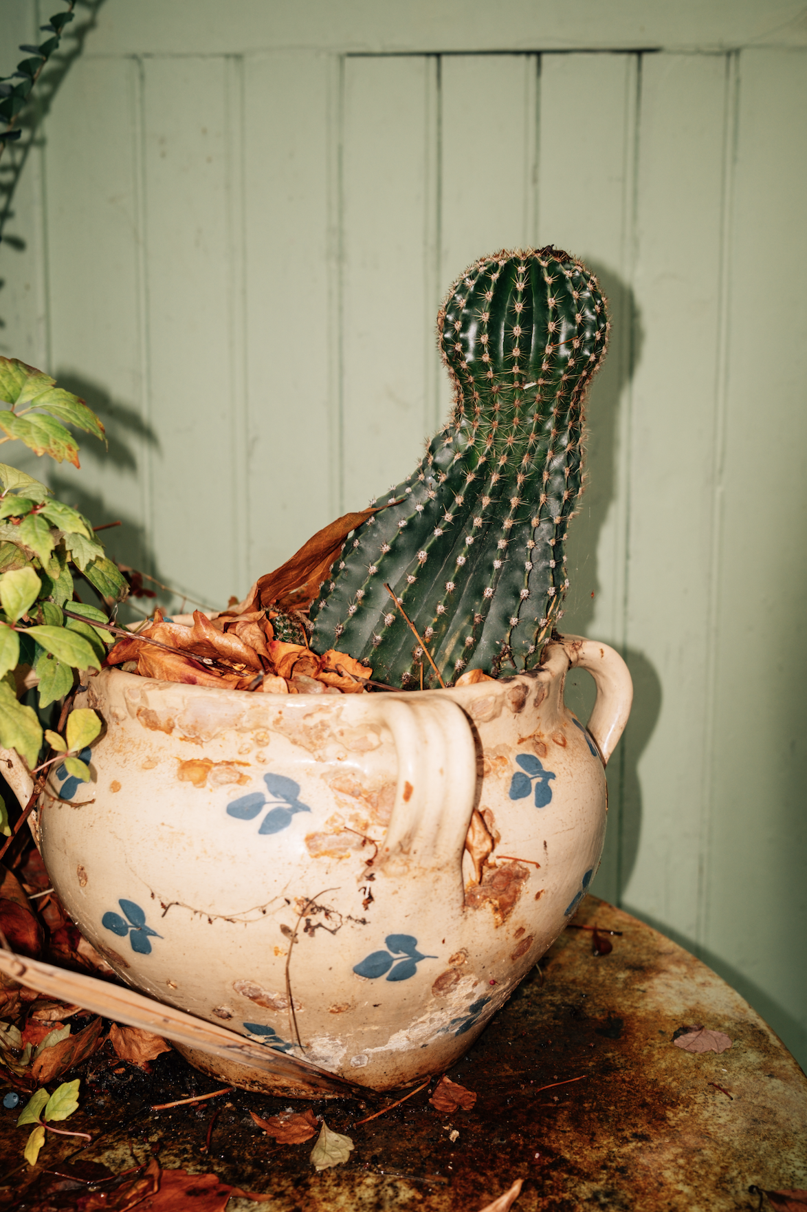 SATURATION(S) - Cactus (M)