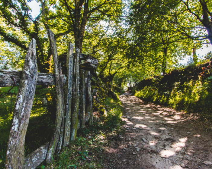 
Compostela, Camino Frances
