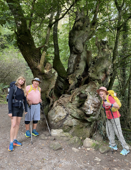 Compostela, Camino Frances