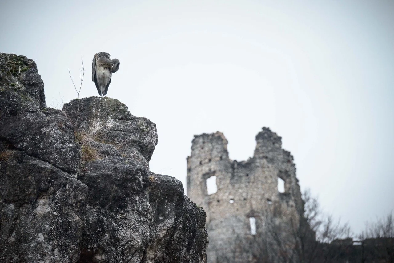 Screenshot 2025-03-06 at 10.12.26 Large.jpeg