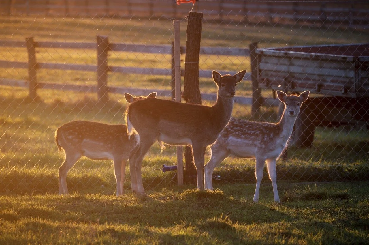 Screenshot 2025-03-06 at 10.20.57 Large.jpeg