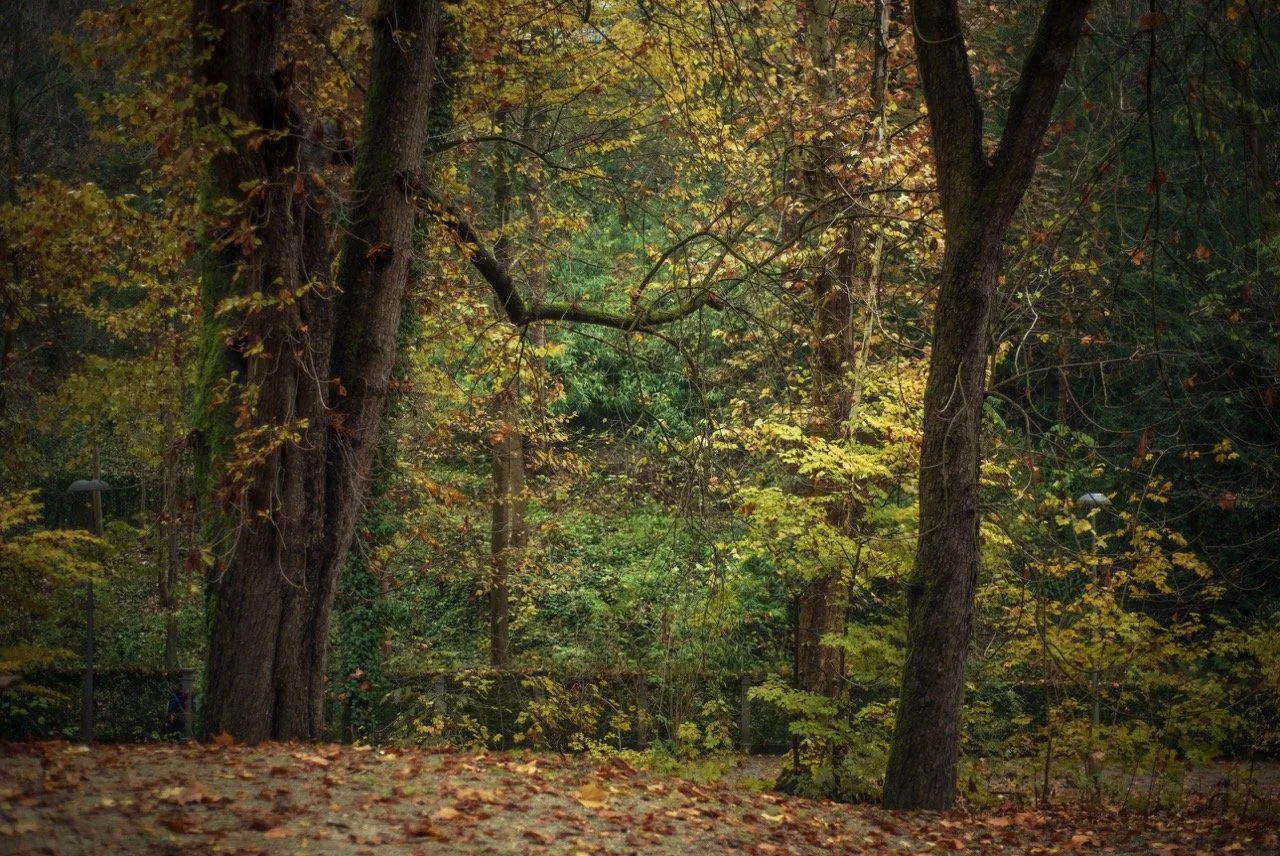 Screenshot 2025-03-06 at 10.17.53 Large.jpeg