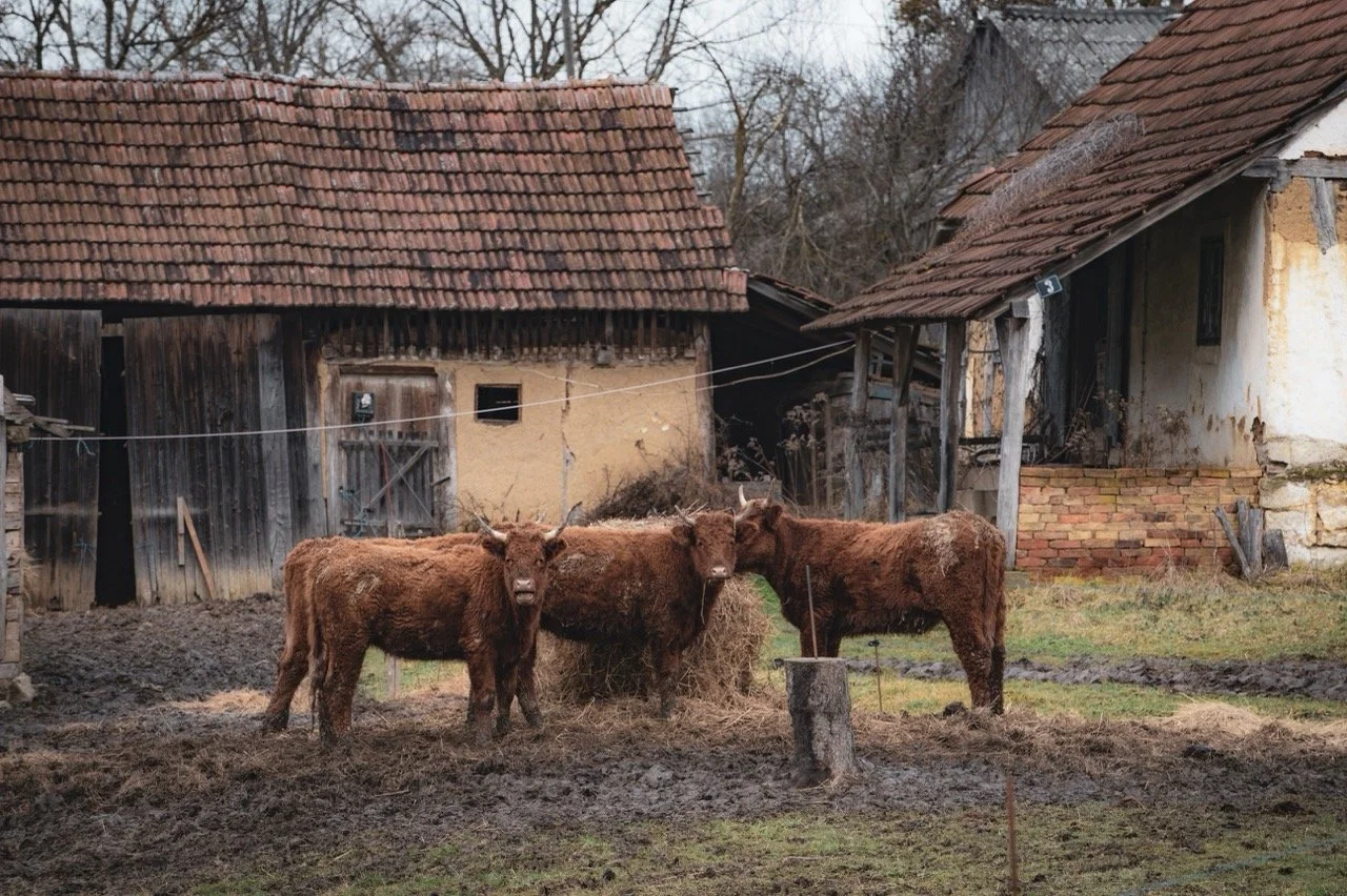 Screenshot 2025-03-06 at 10.21.28 Large.jpeg