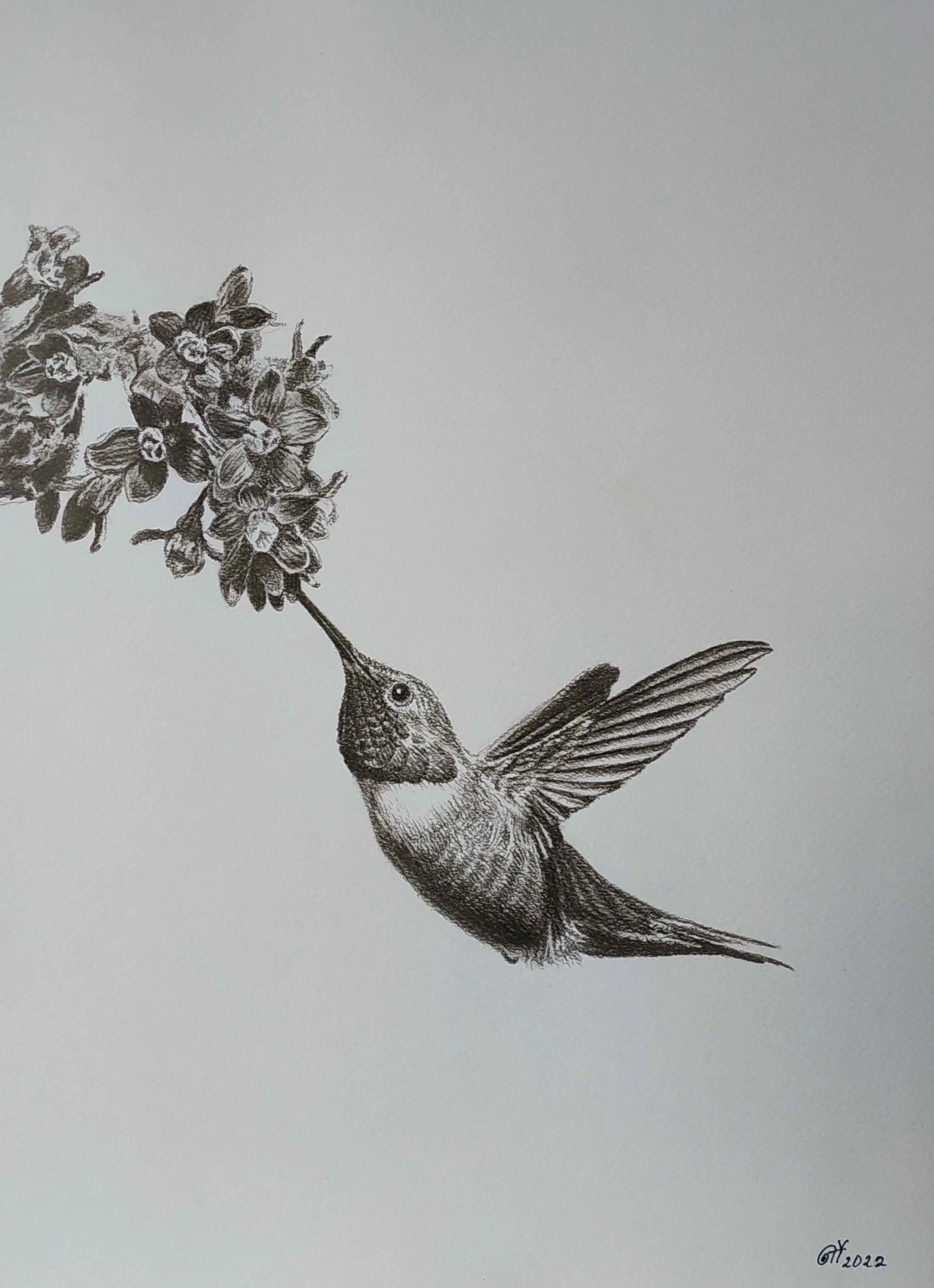 Hummingbird | Charcoal on Paper | 42 x 30 cm | 550 USD