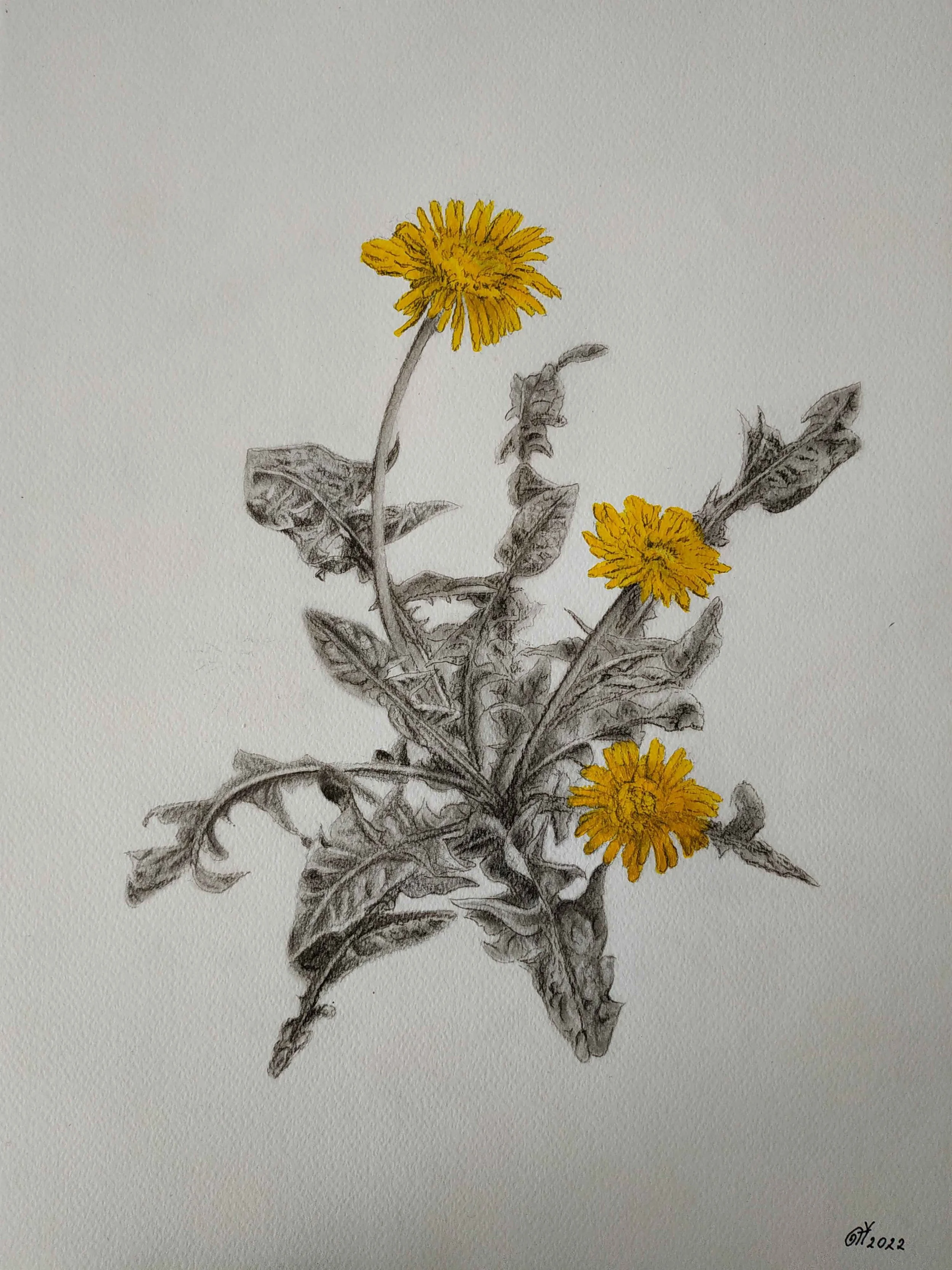 Dandelion | Charcoal & Acrylic on Paper | 42 x 30 cm | 550 USD