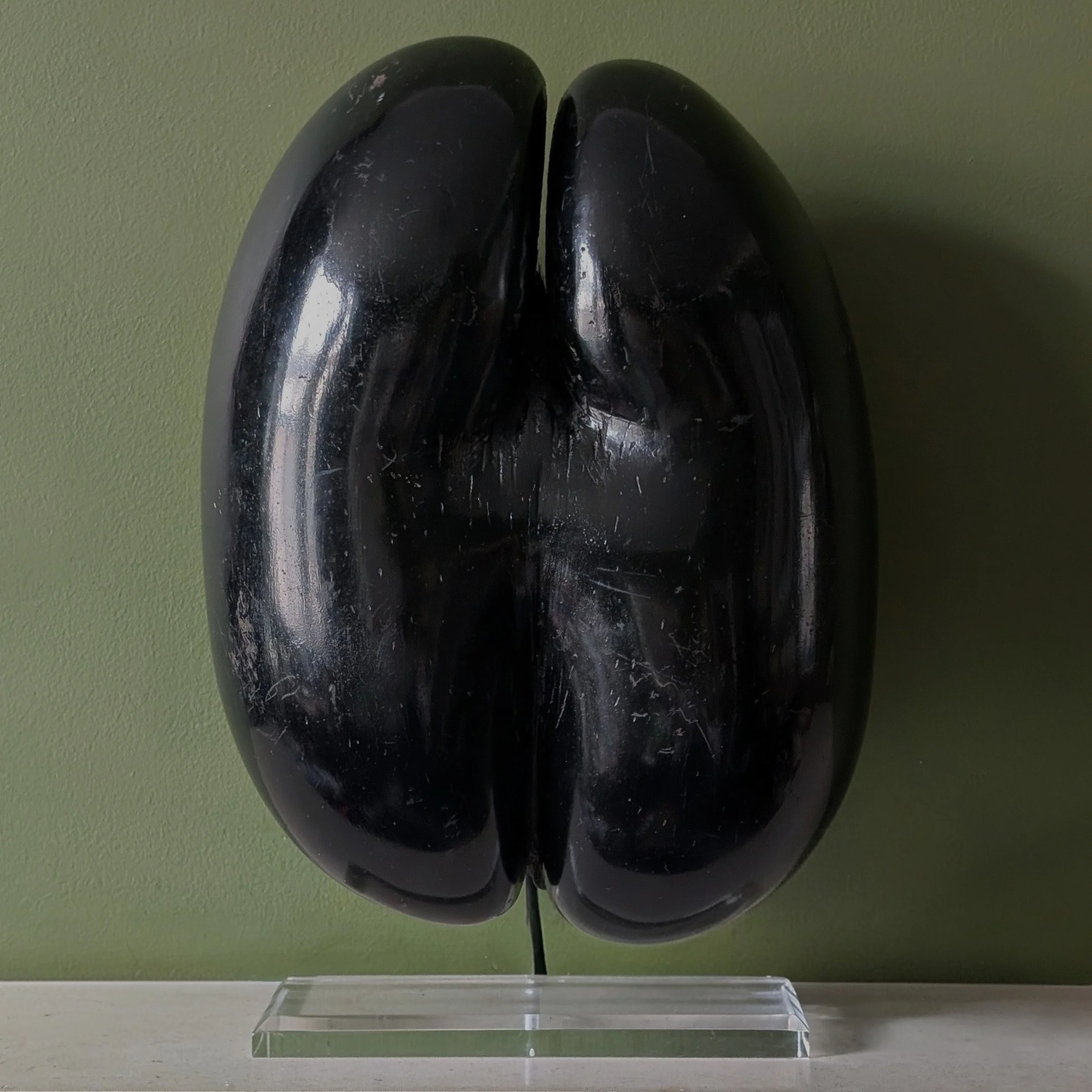 A Coco de mer specimen