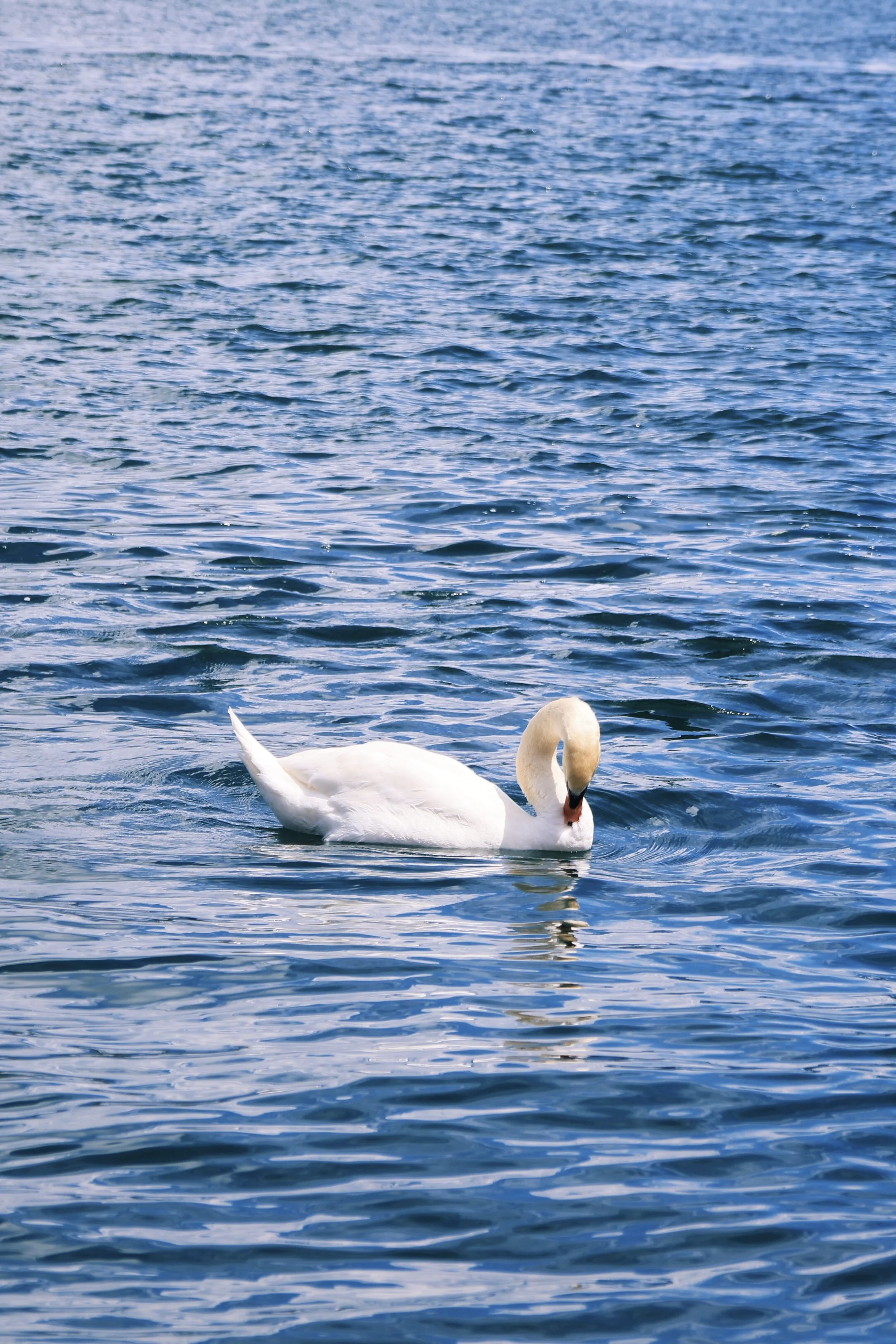 LU9A1515_VSCO 3.jpg