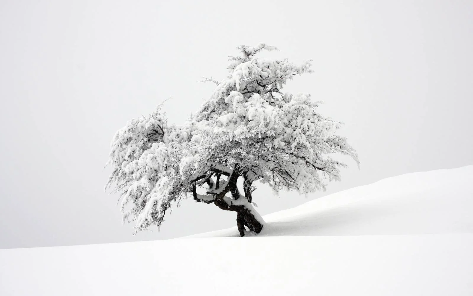 Tree with heavy snow on branches representing the heaviness of leadership