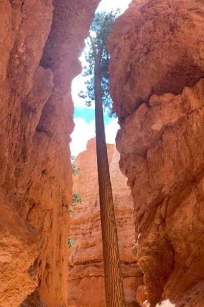 Tree finding a way to grow between rock ledges