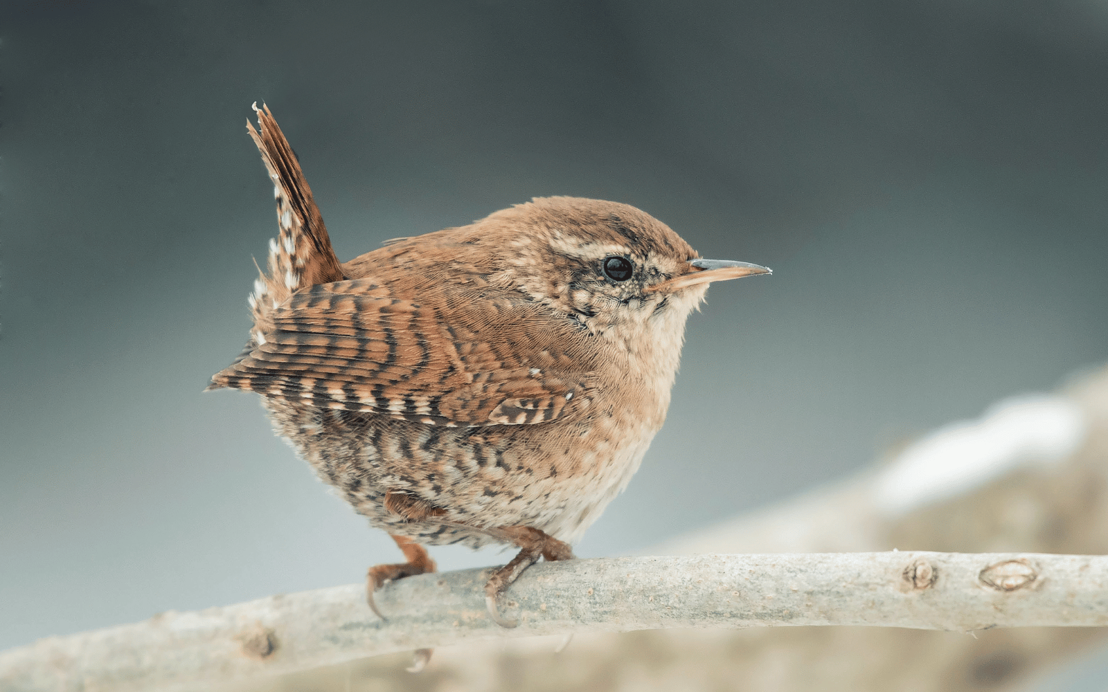 A small brown bird with black markings perched on a thin branch against a blurred neutral background.