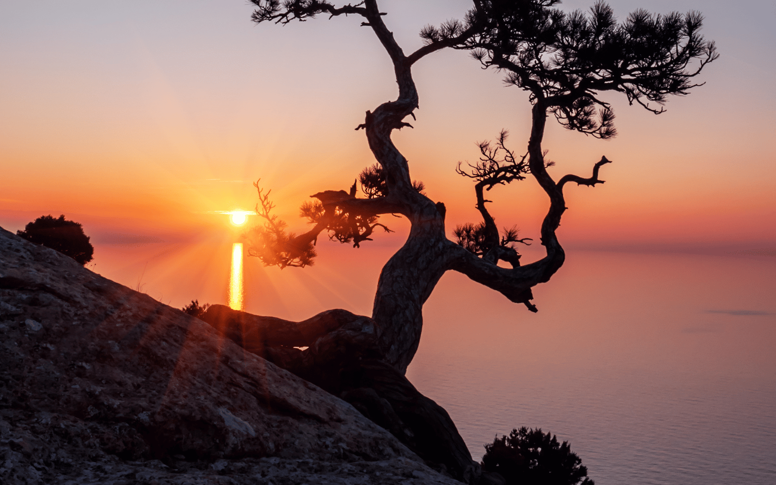 A silhouette of a twisted pine tree on a rocky slope at sunset, with the sun low on the horizon reflecting off the water in the background.