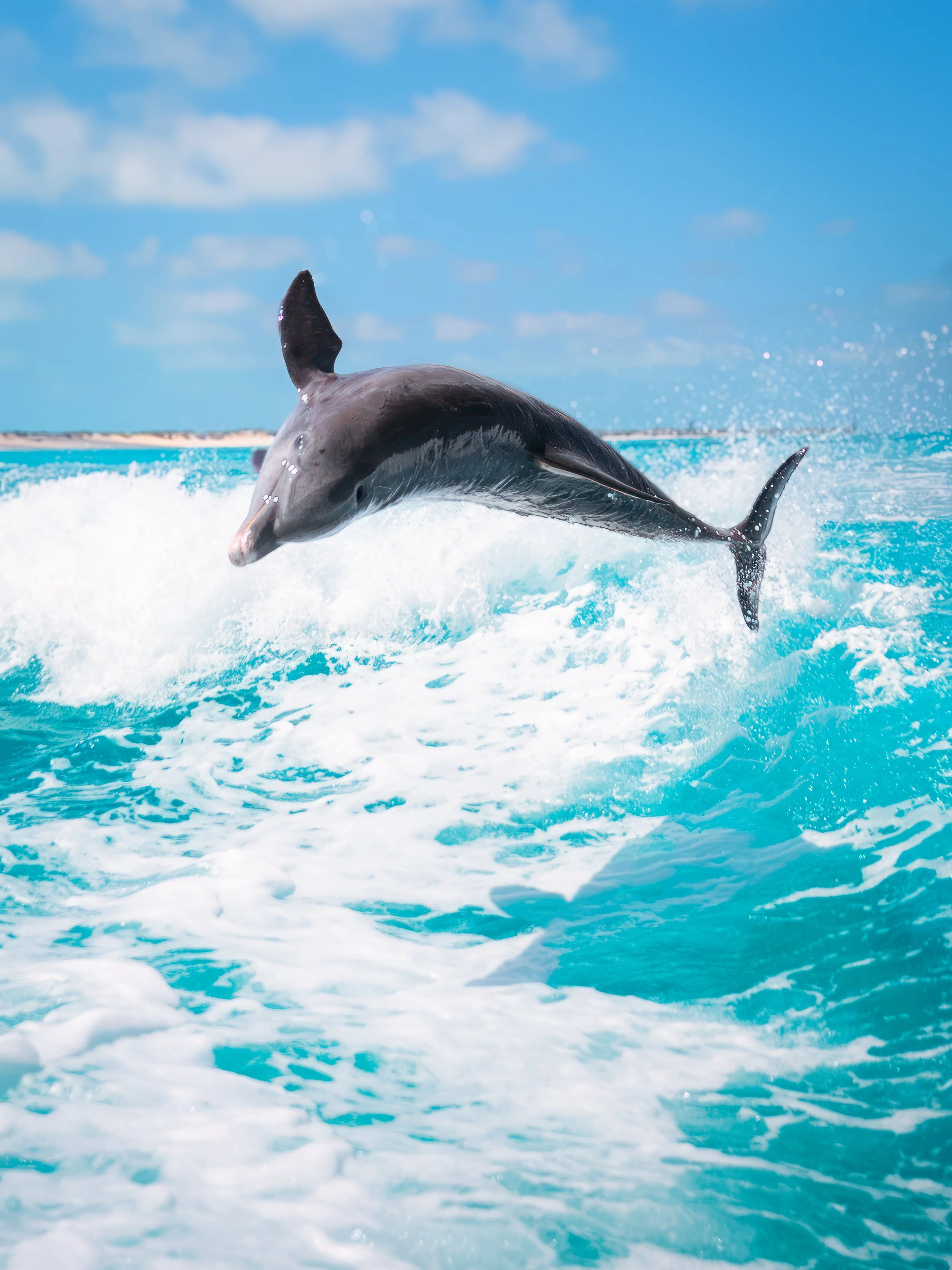 Dolphin jumping out of the water in the ocean with a blue sky and clouds in the background. Wakesurfing behind a wake boat in Grace bay, Providenciales, turks and caicos.