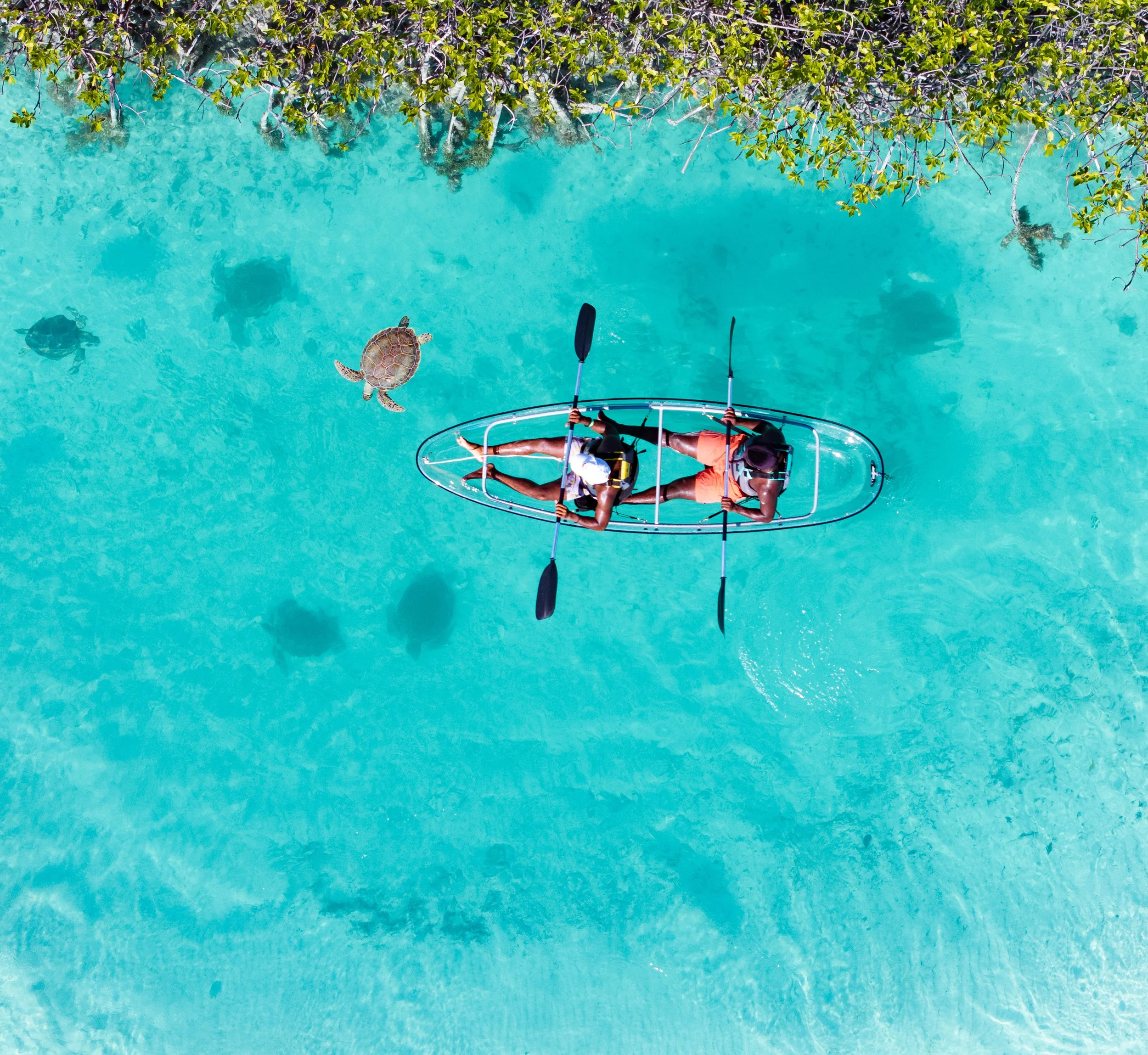 Two people in a tandem clear bottom kayak paddling in clear blue water, with a sea turtle swimming nearby and some fish visible beneath the surface, and green foliage at the water's edge. Located in Turks & Caicos