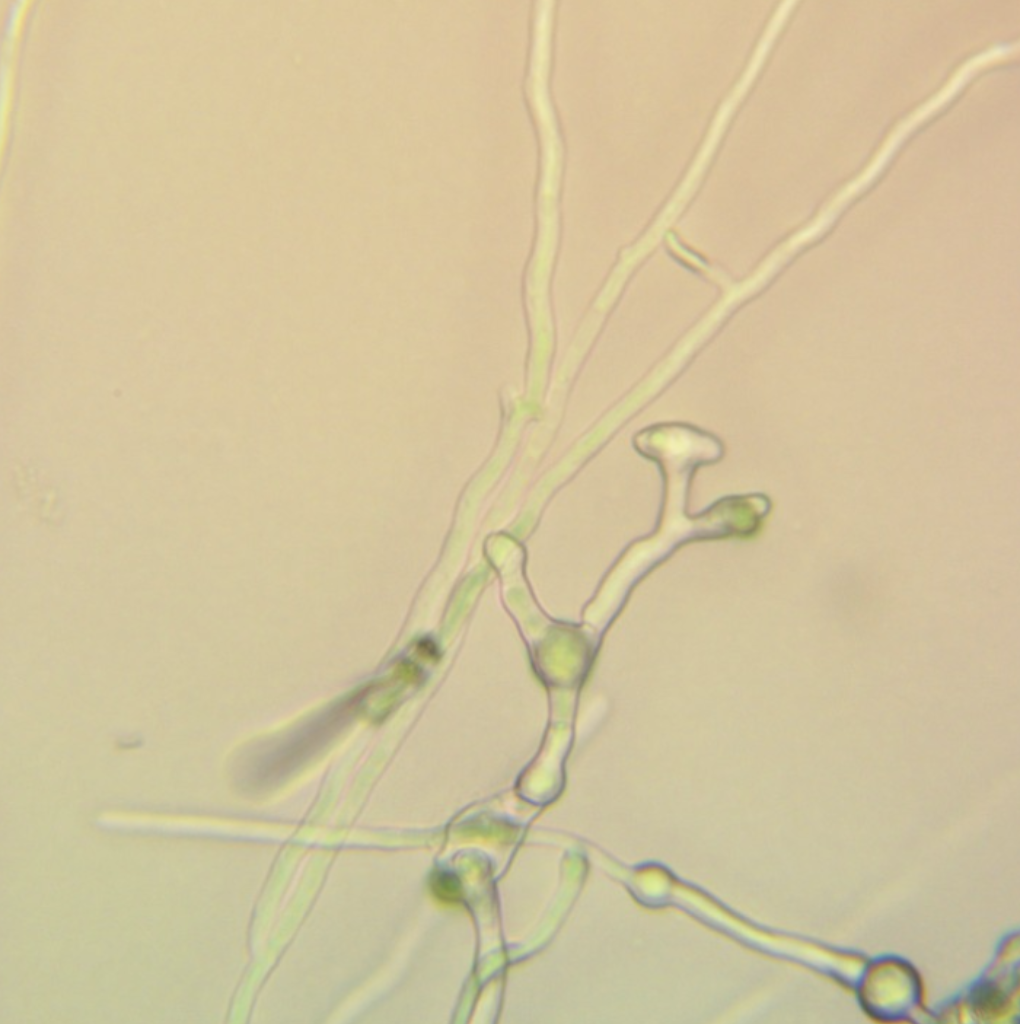 Mycelium as a Function of Nested Volumes