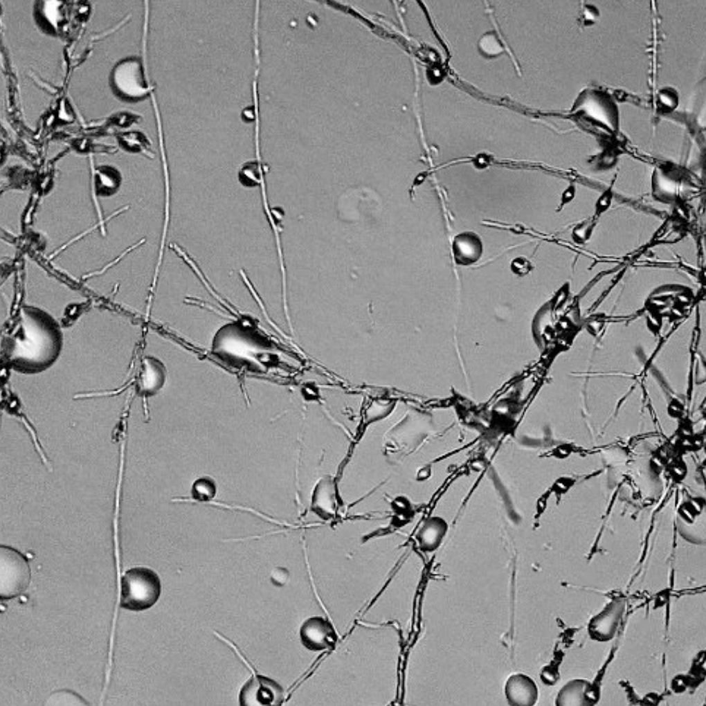 Mycelium as Steady Eddie and the Hopeful Monster
