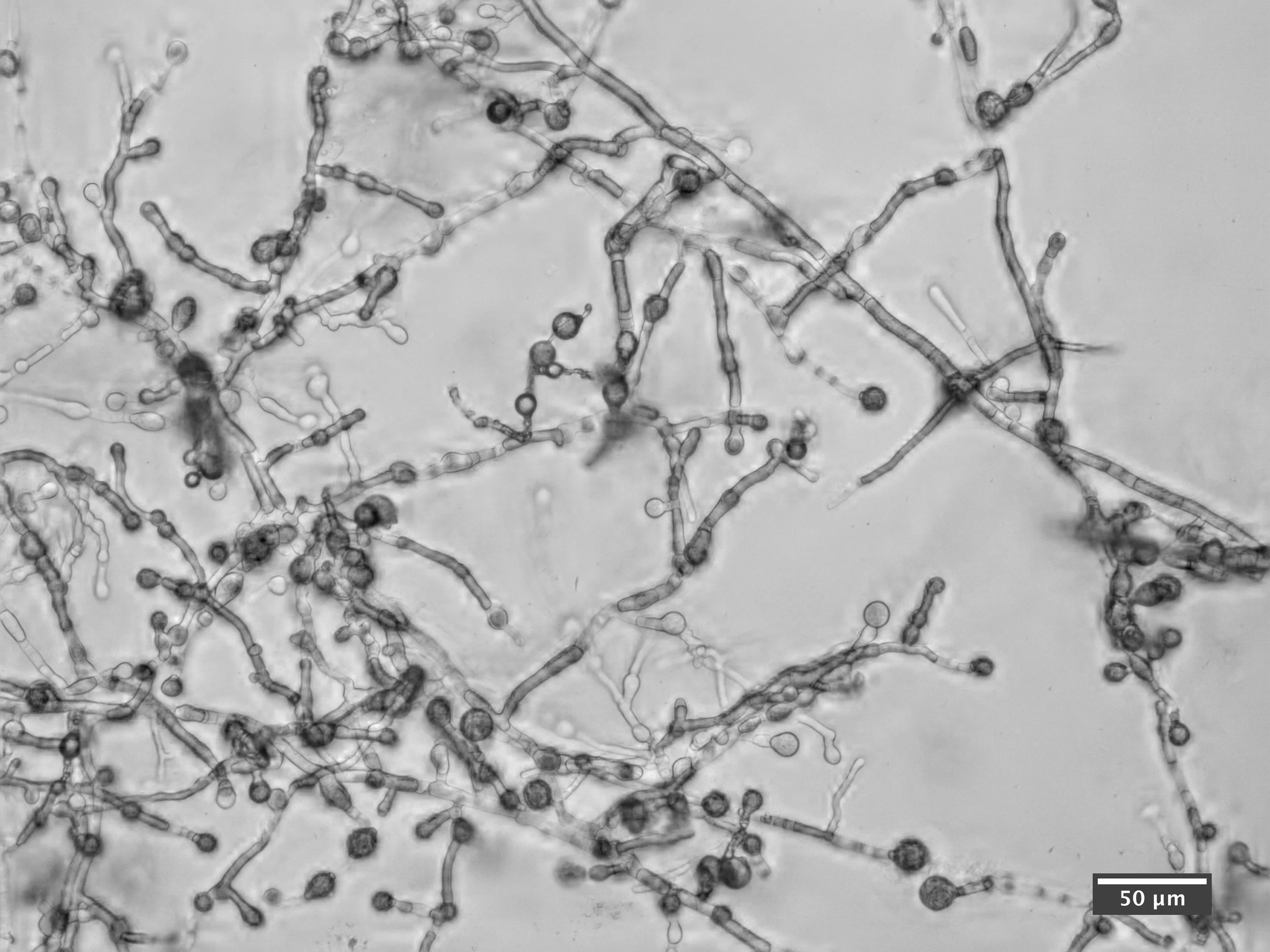 Myceliation as Behavioral Mode Collapse