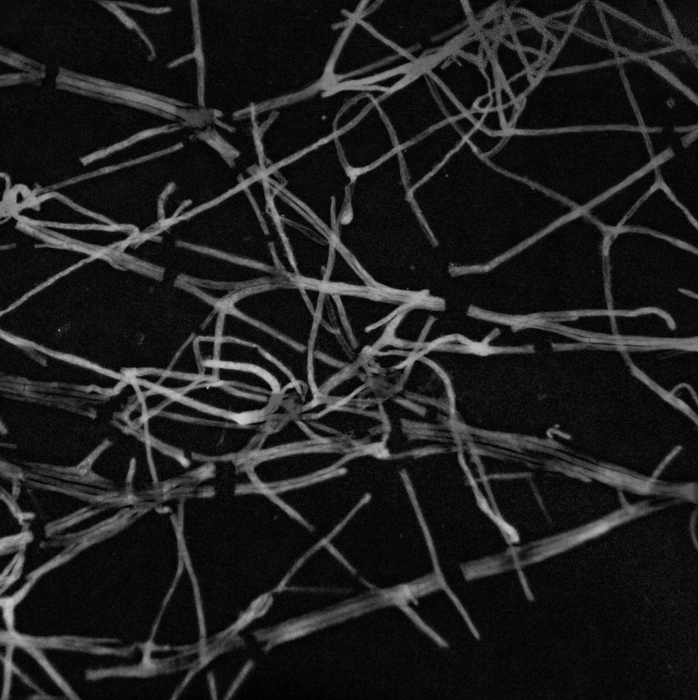Mycelium as the Intelligence of Occupancy (A Thought Experiment)