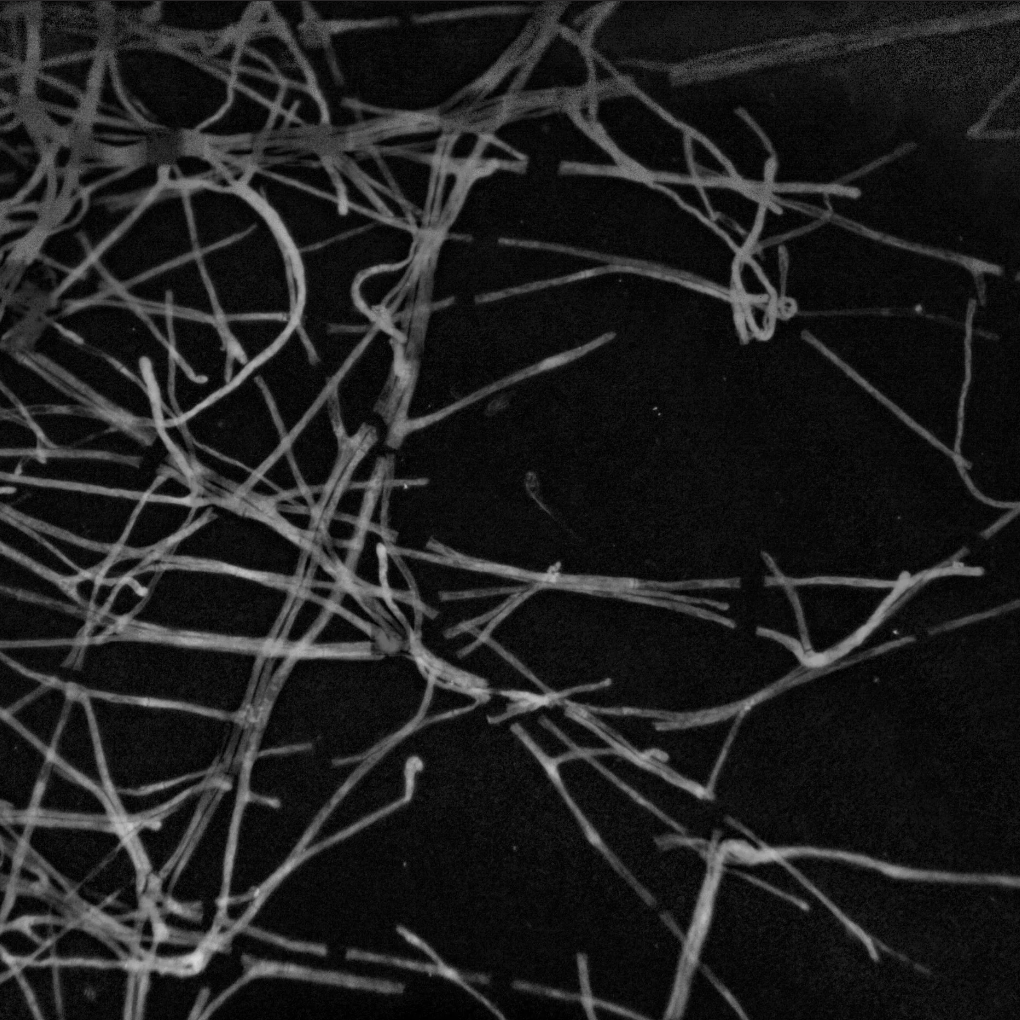 Failure Modes of Myceliation