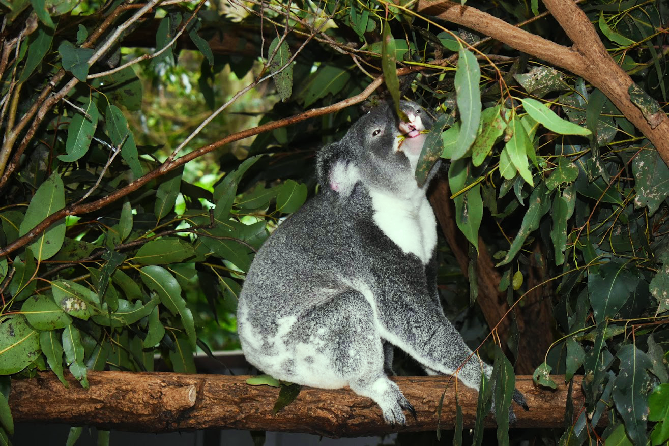 koala8.png