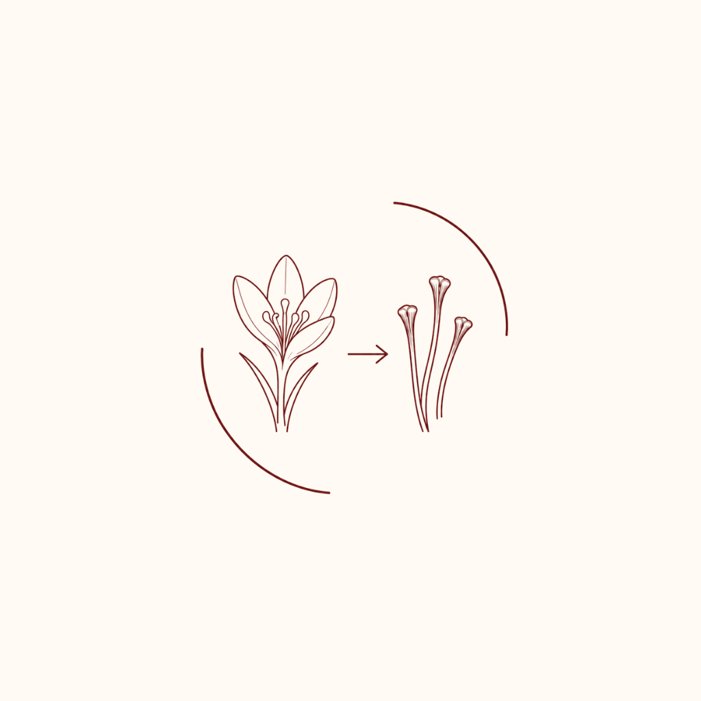 Du crocus au pistil : les étapes de fabrication du safran