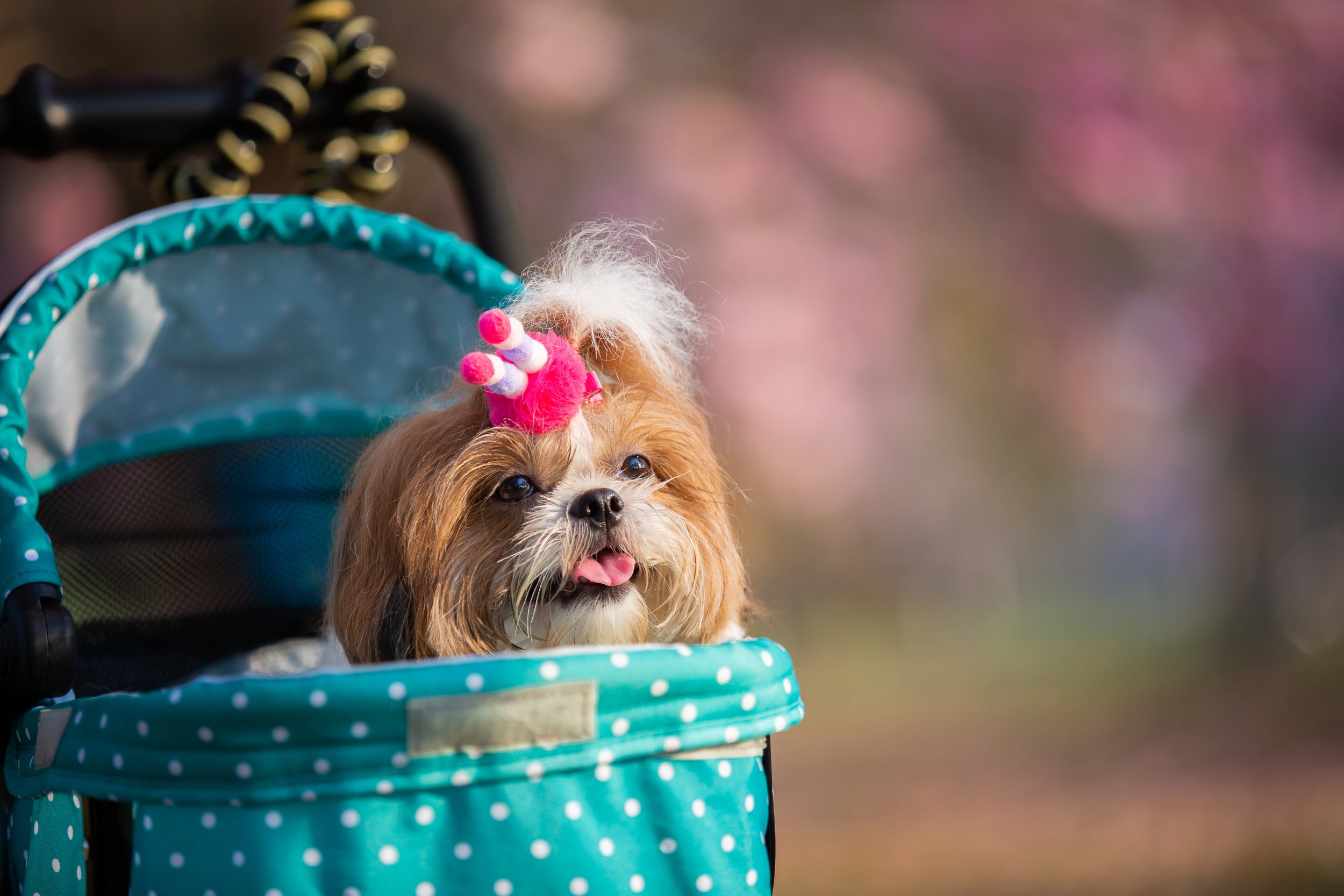 beautiful-spring-portrait-shih-tzu-dog-blossoming-flower-pink-park.jpg