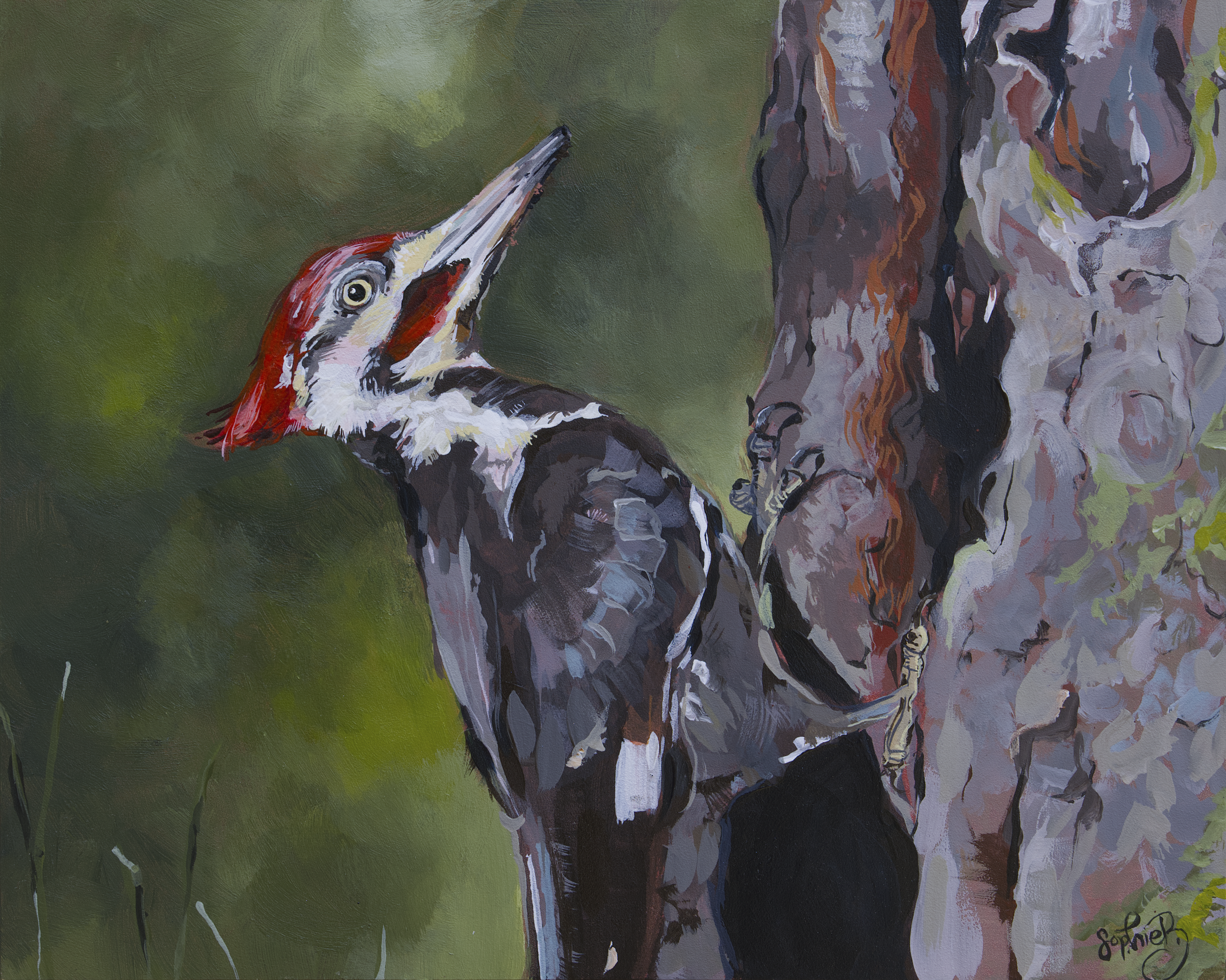"Pileated Woodpecker" (8x10in) acrylic on panel