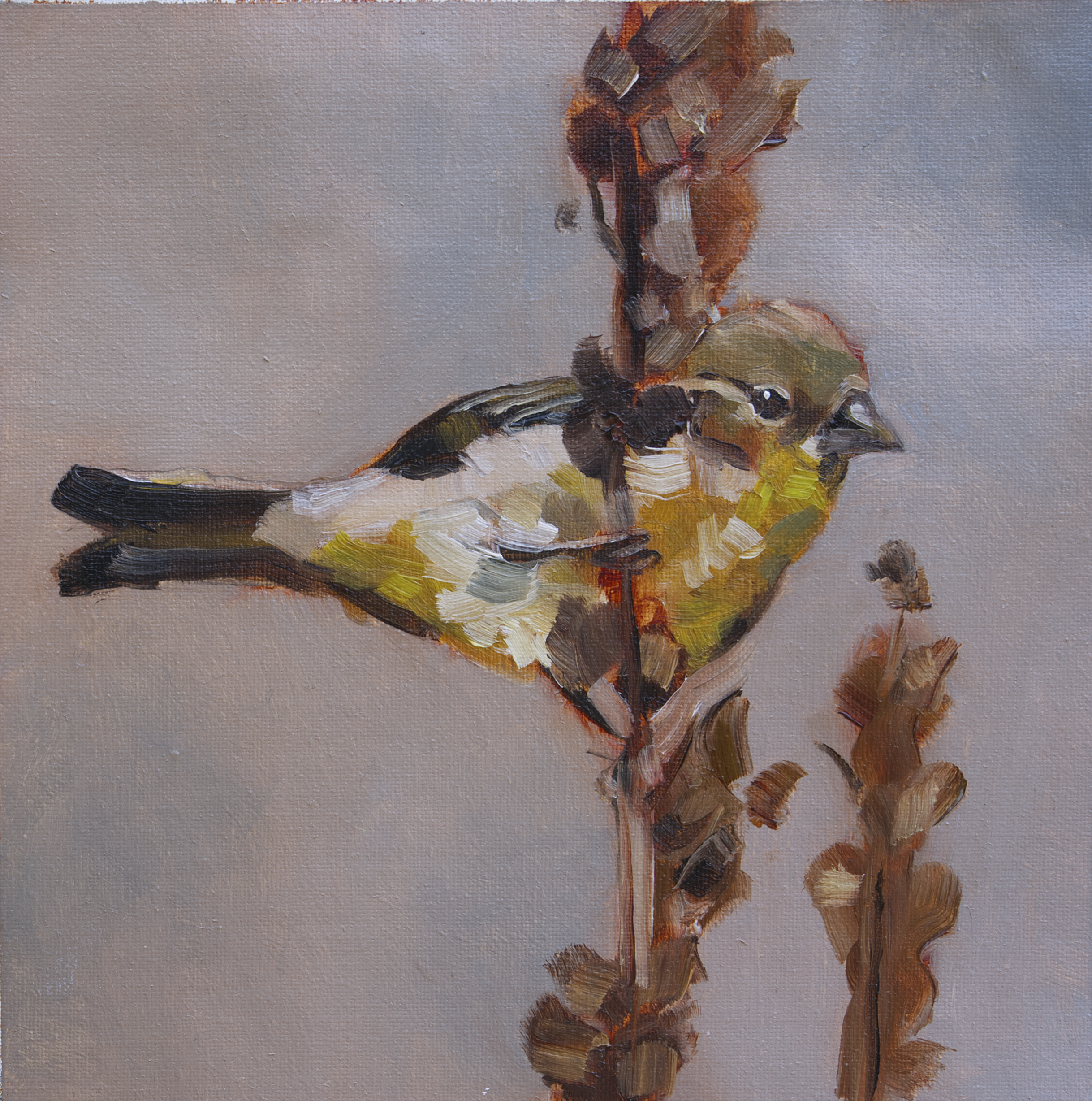 "American Goldfinch" (5x5in) oil on canvas