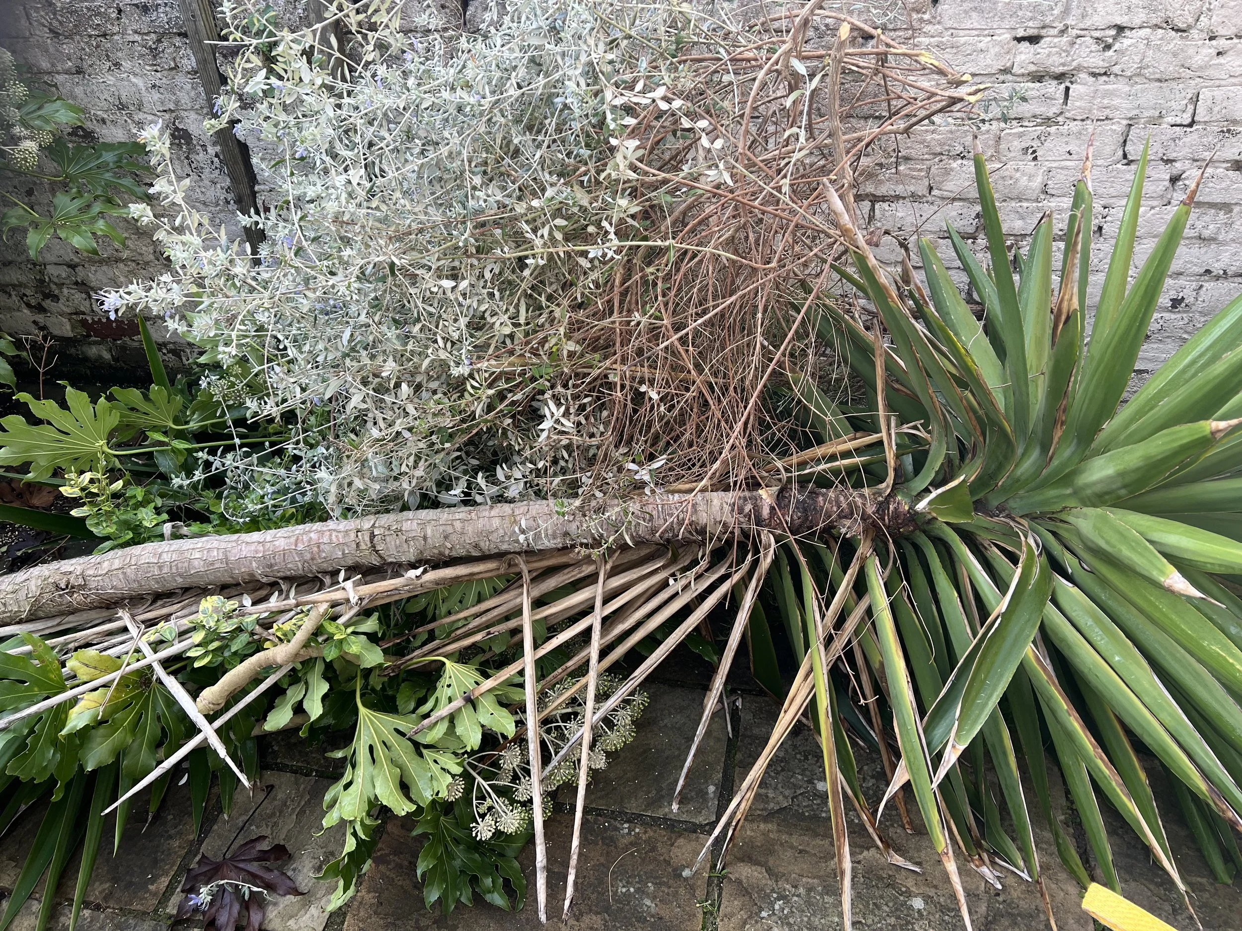 Various plants including a large green spiky plant, some dried and dead branches, and leafy plants against a brick wall.