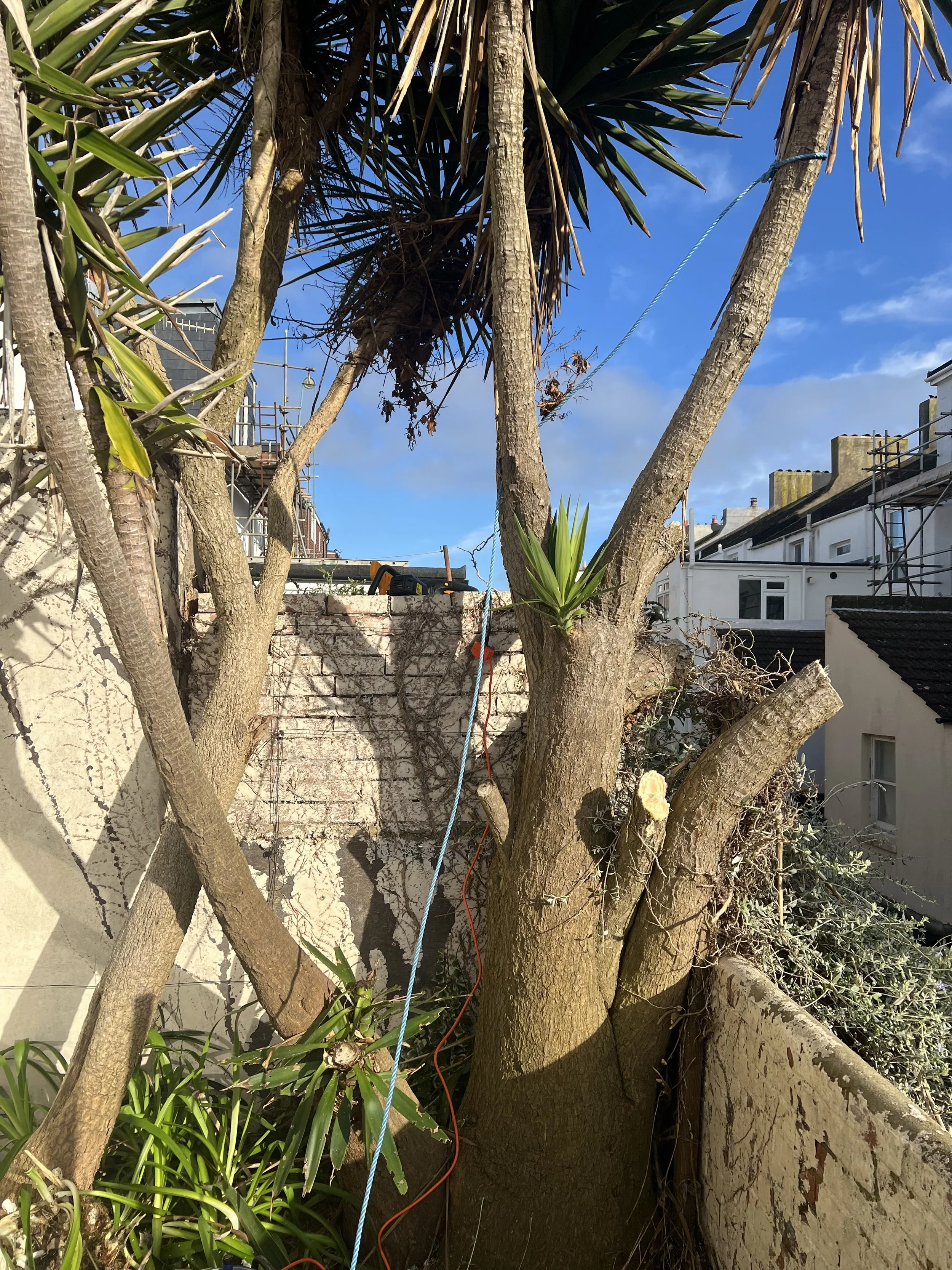 A backyard with a large tree, a brick wall, and surrounding houses, under a partly cloudy blue sky. There are some tools and wires near the tree.