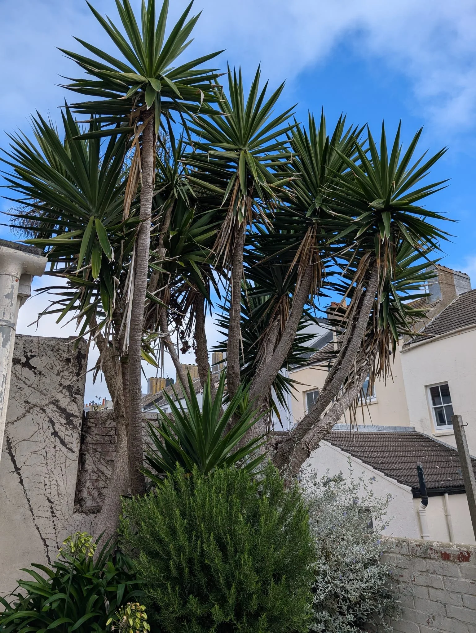 Tall yucca trees and various shrubs in a backyard with white walls and residential buildings under a partly cloudy sky.
