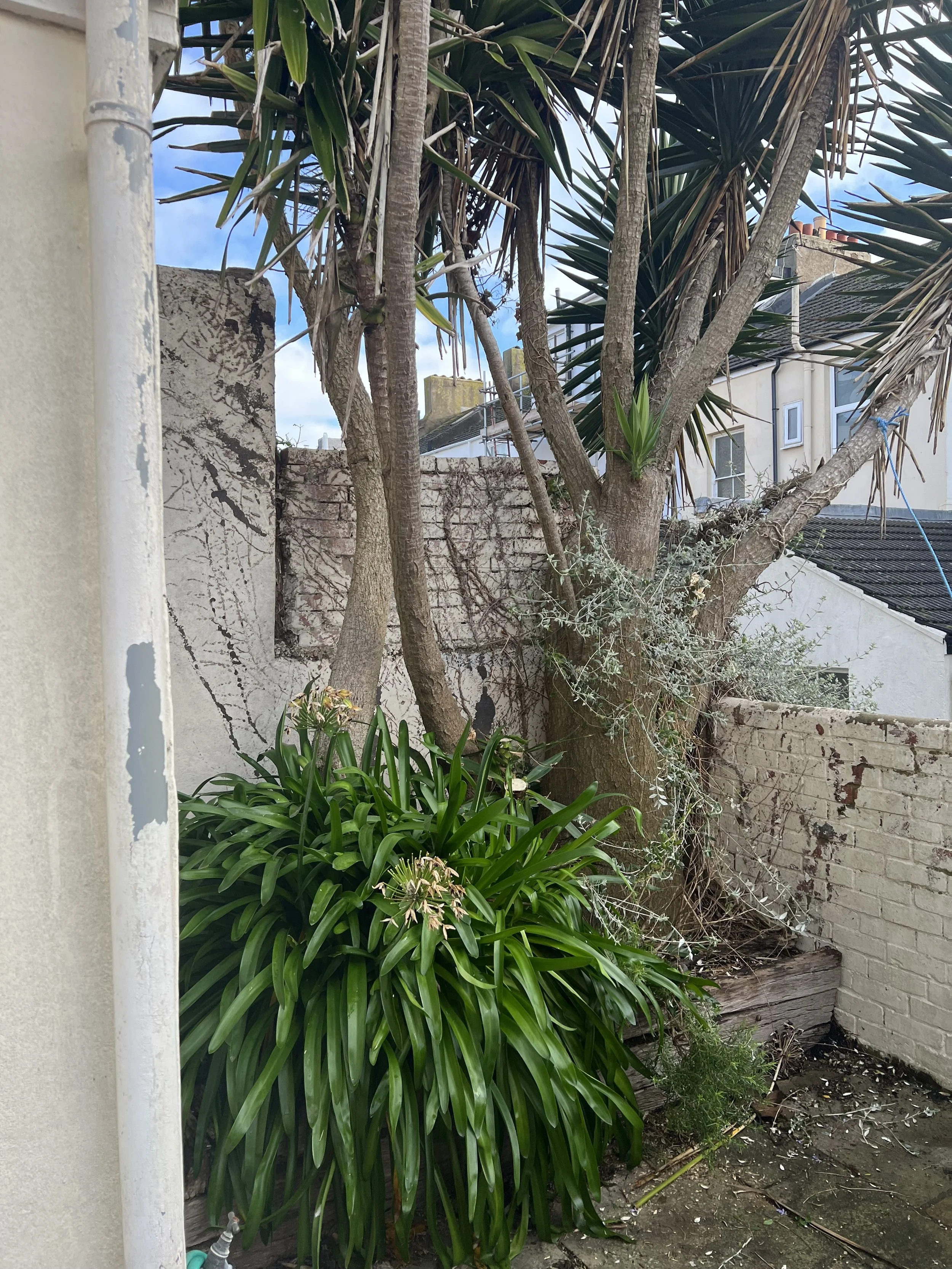 A backyard corner with a large leafy plant, a tree with multiple trunks, and an old brick and plaster wall that is partially peeling.