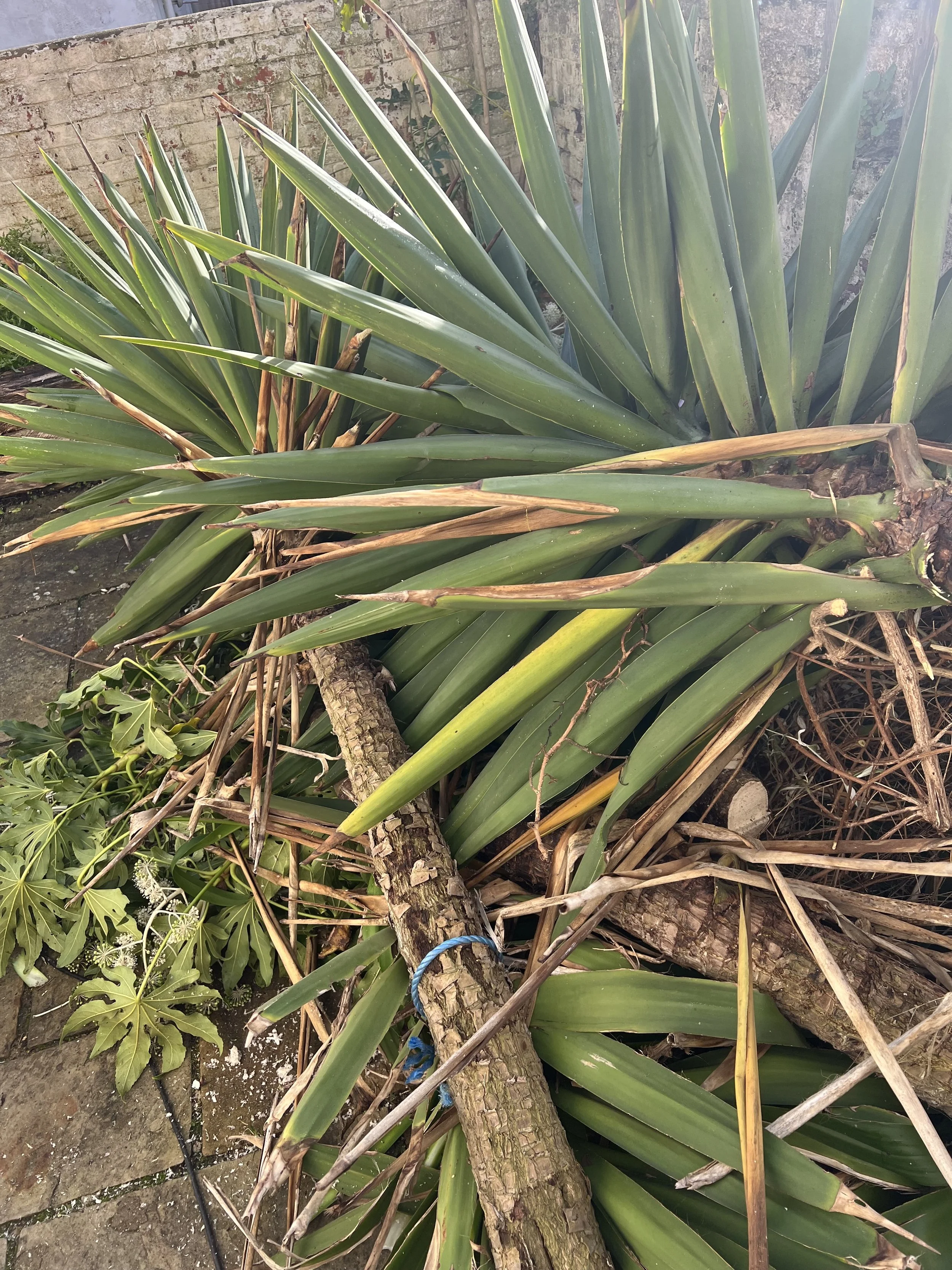 Broken tree branch on the ground surrounded by green plants and large long leaves.