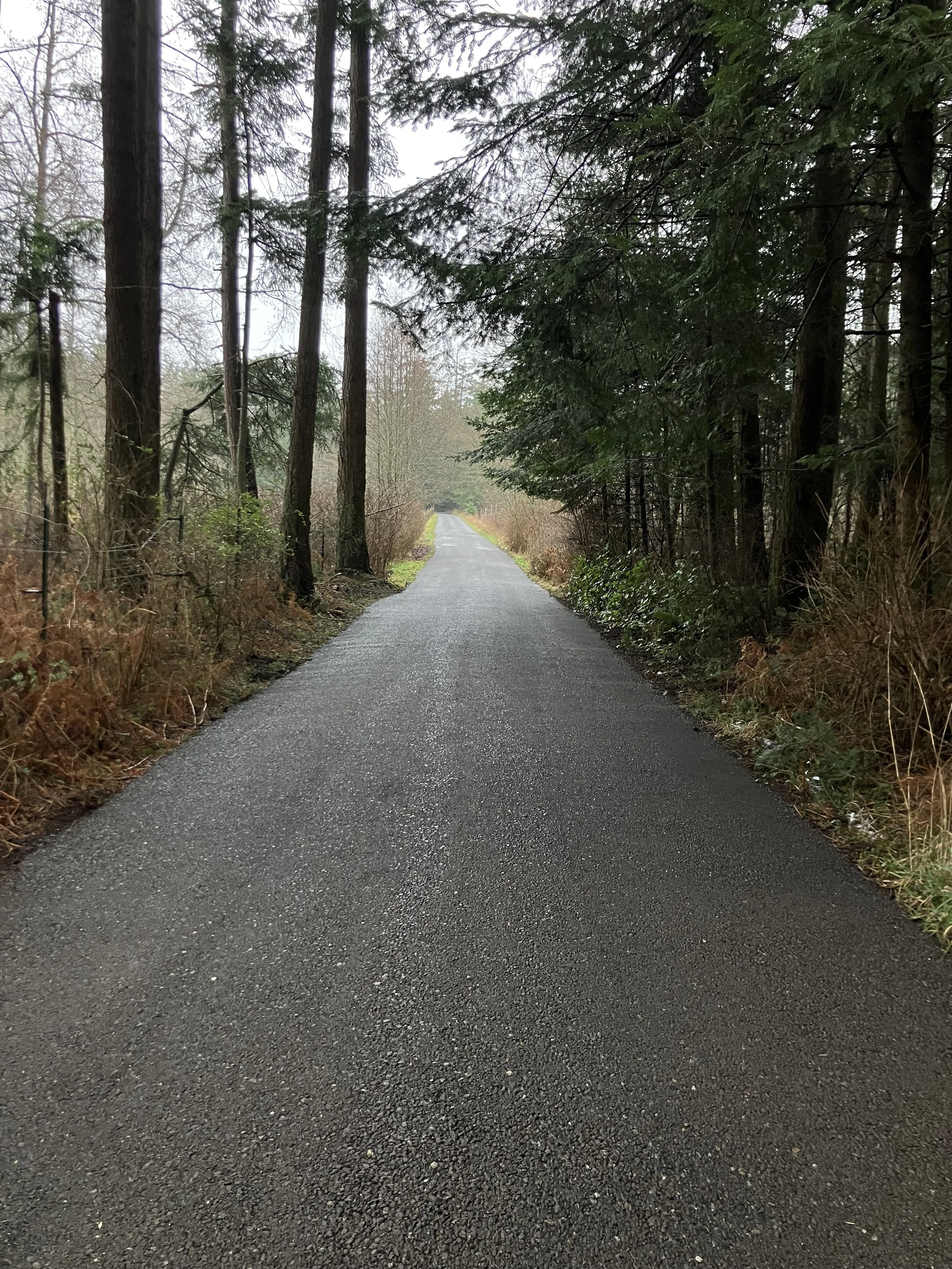 A new resurfaced crushed recycled asphalt road running through a forest with tall trees and sparse underbrush on both sides, extending into the distance.