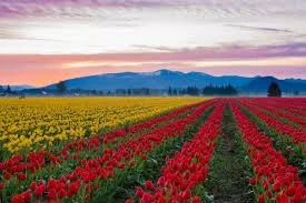 Colorful flower fields with yellow, red, and pink blooms under a sunset sky with mountains in the distance.