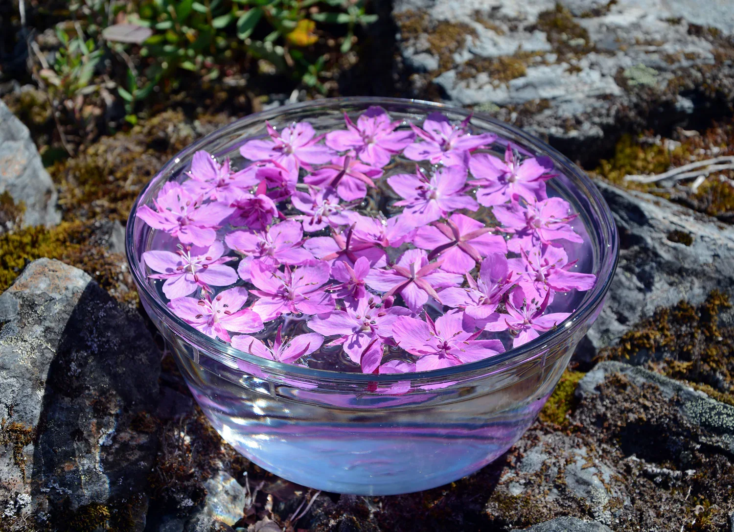 Four-Week Flower Essence Program
