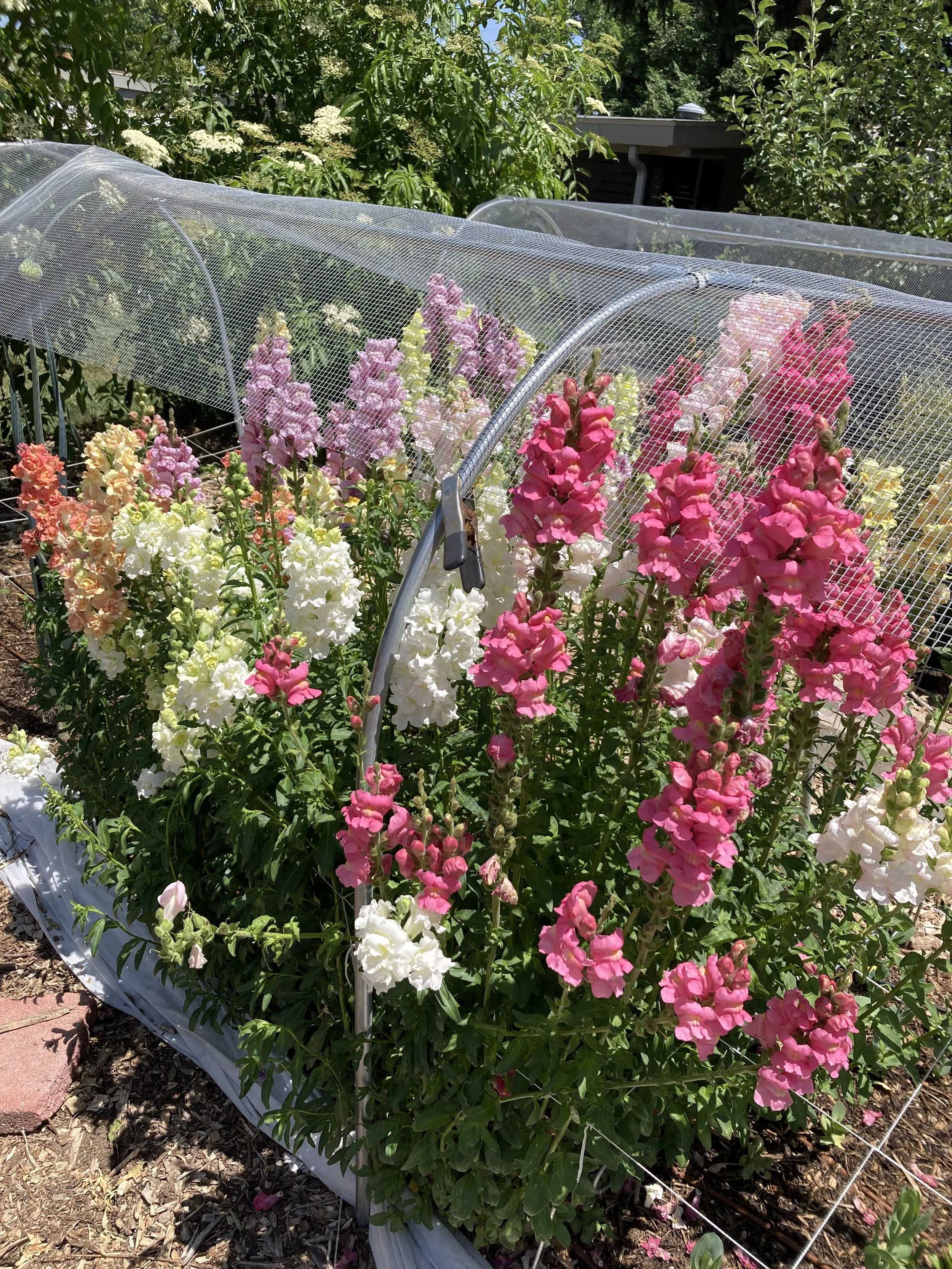 June: Snapdragons
