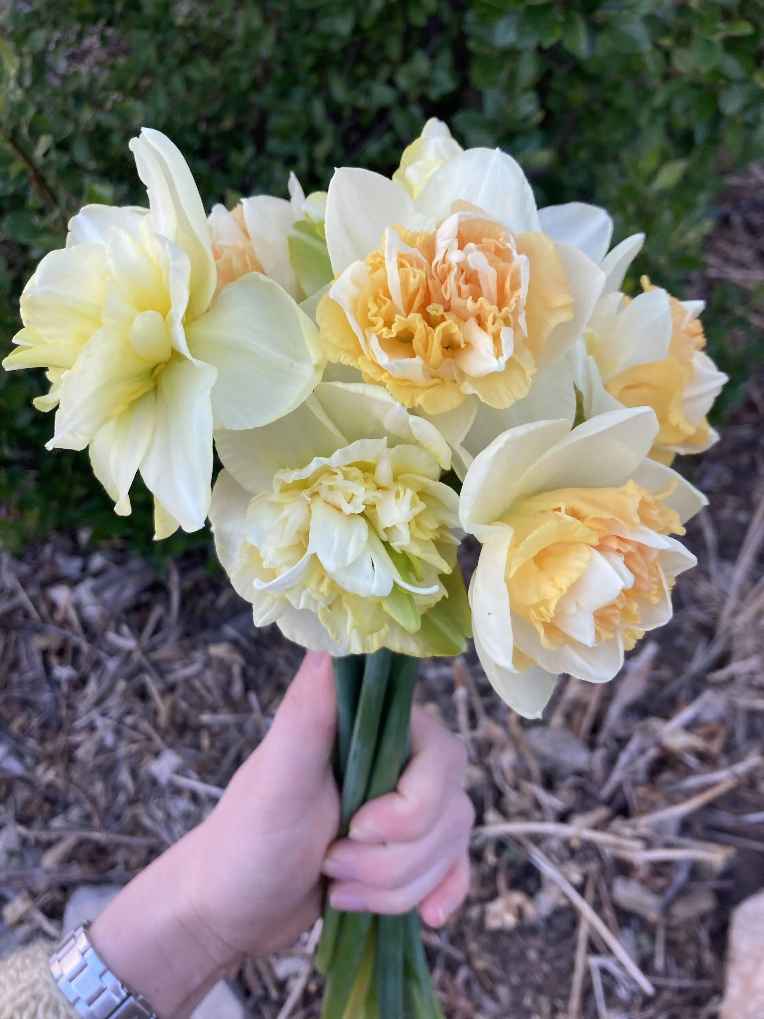 April and May: Narcissus