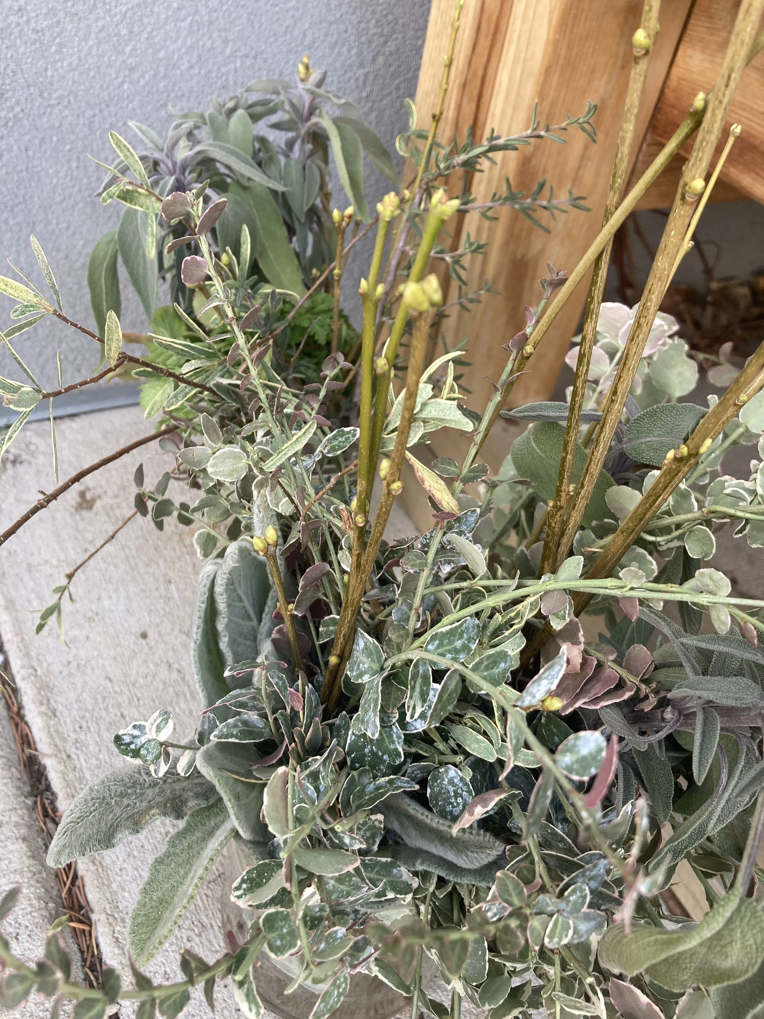 Wreath ingredients from my yard