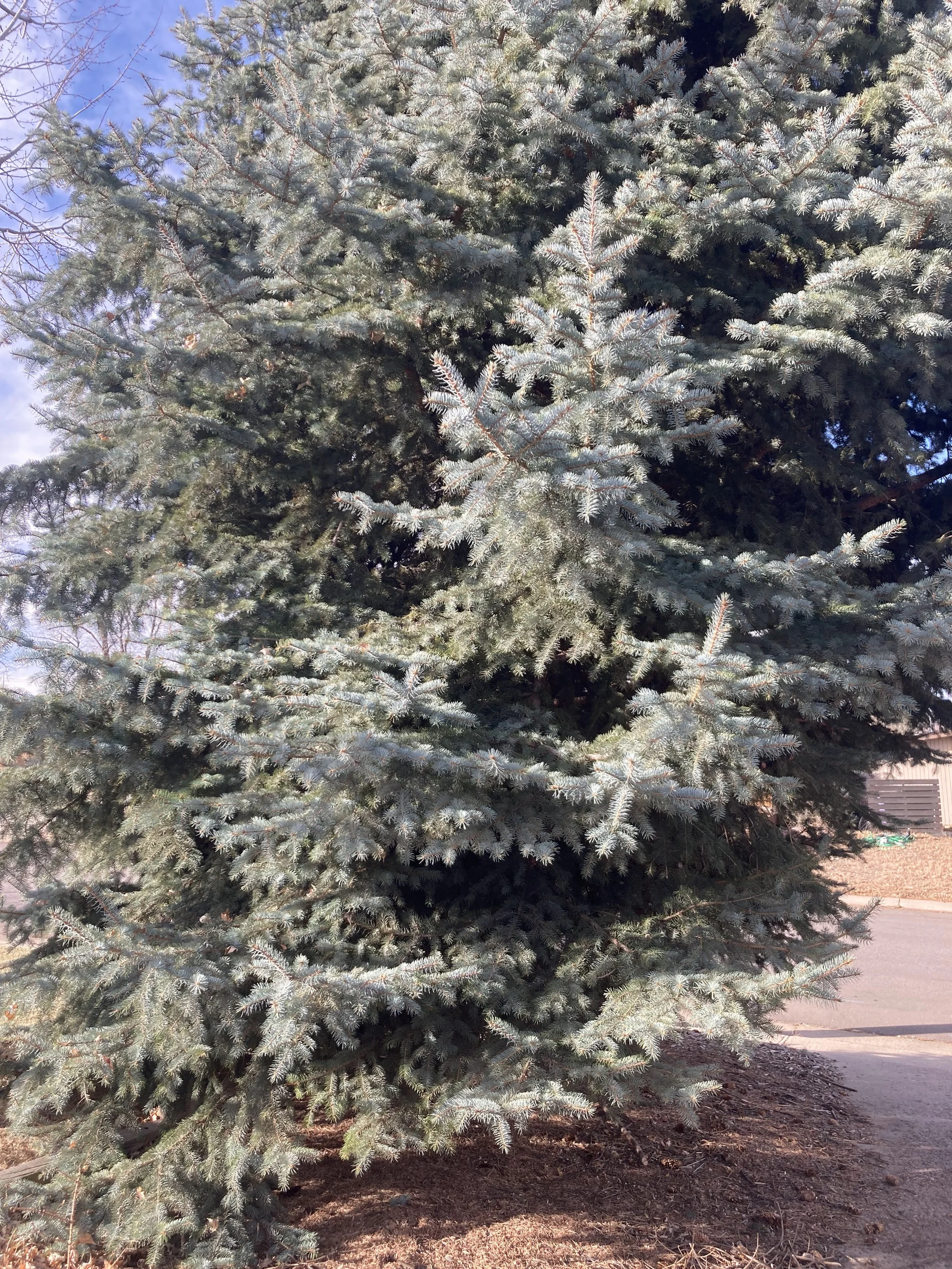 My amazing Colorado blue spruce