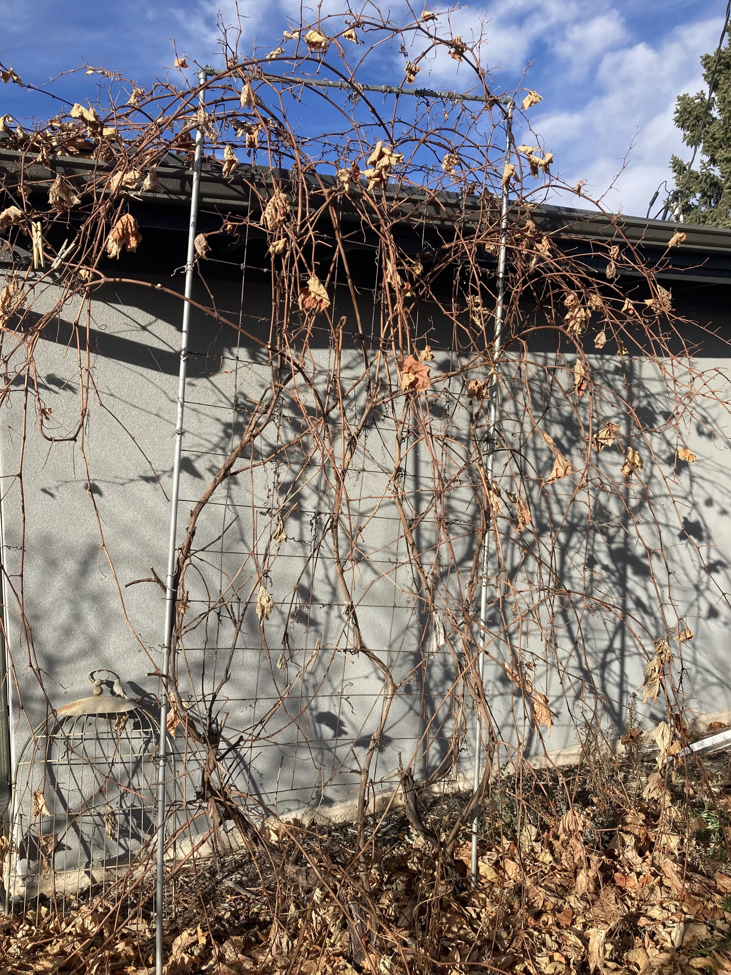 The grapevine I harvest to make all my wreath bases
