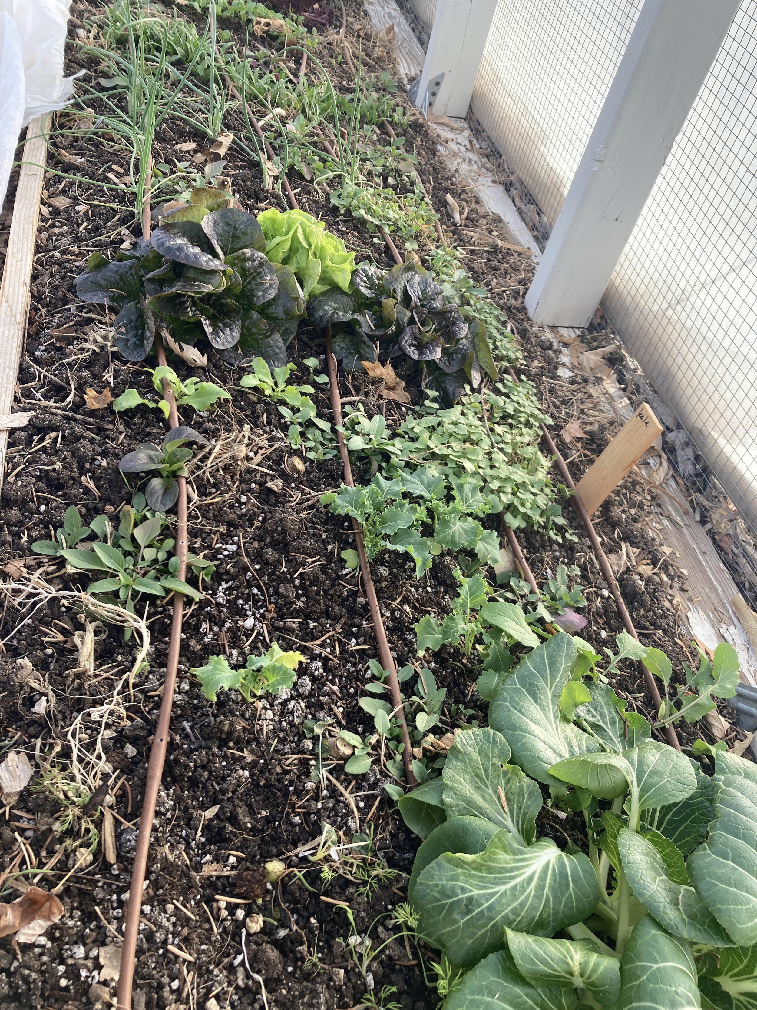 Some greens I can harvest now